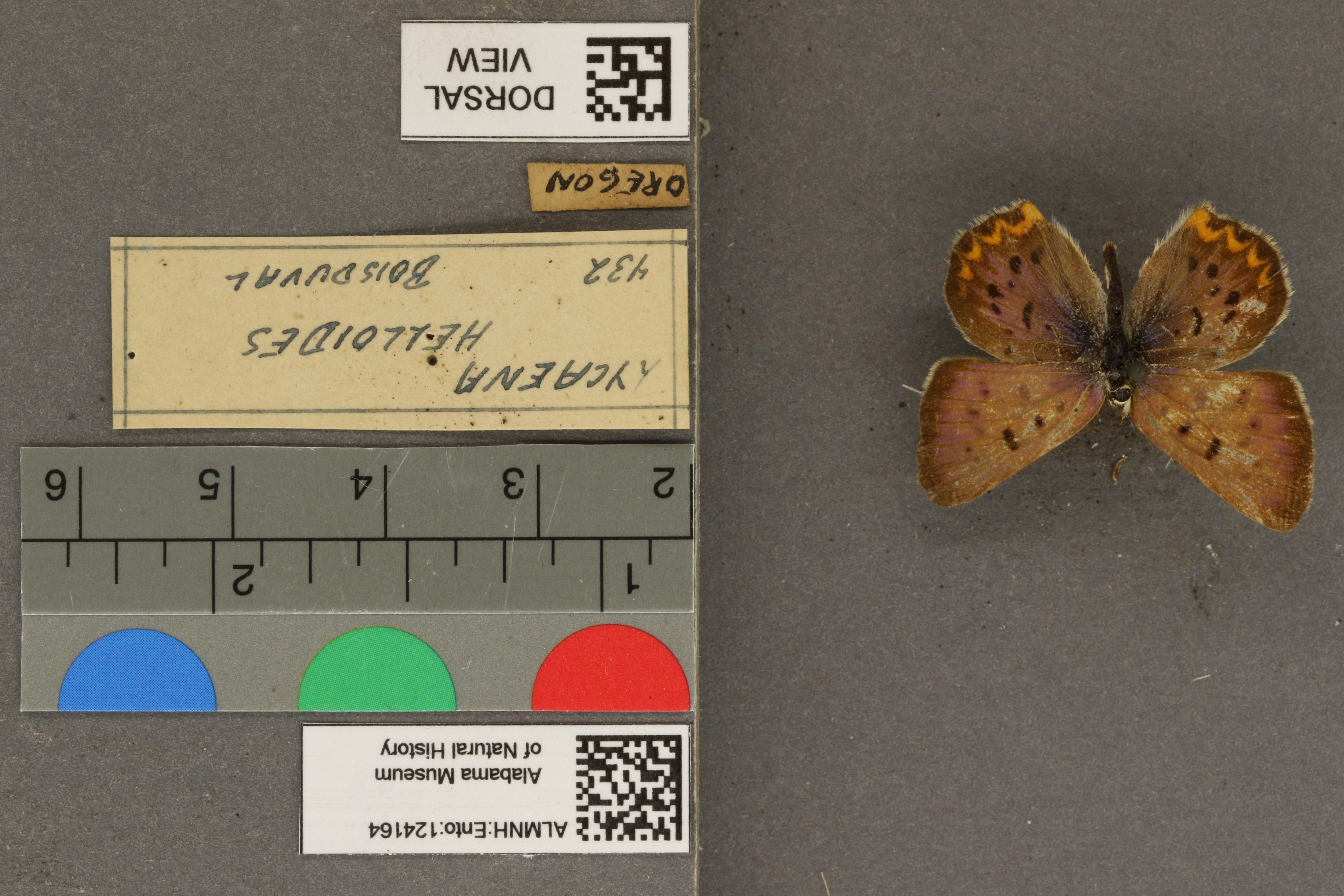 Lycaena helloides
