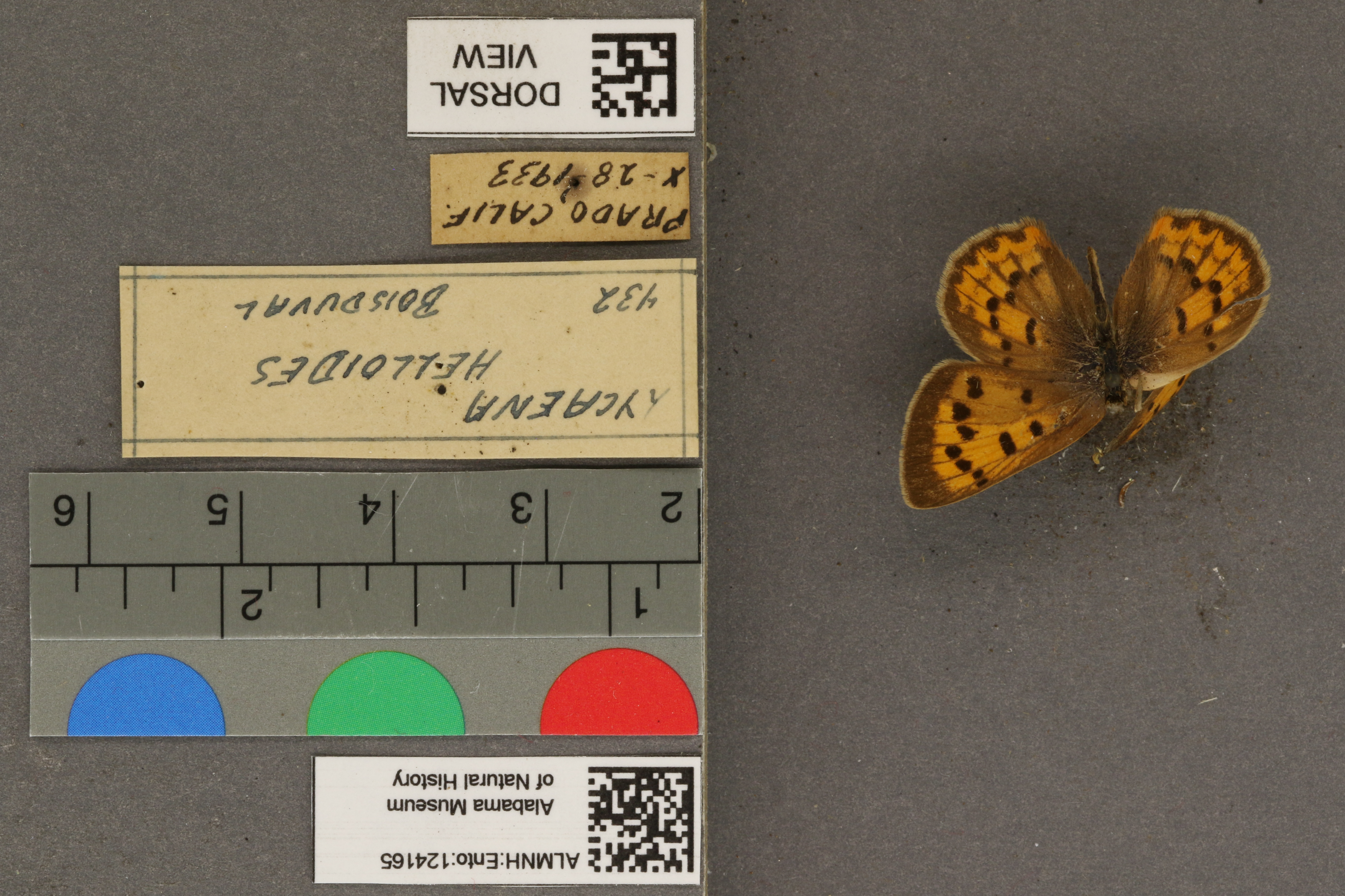 Lycaena helloides