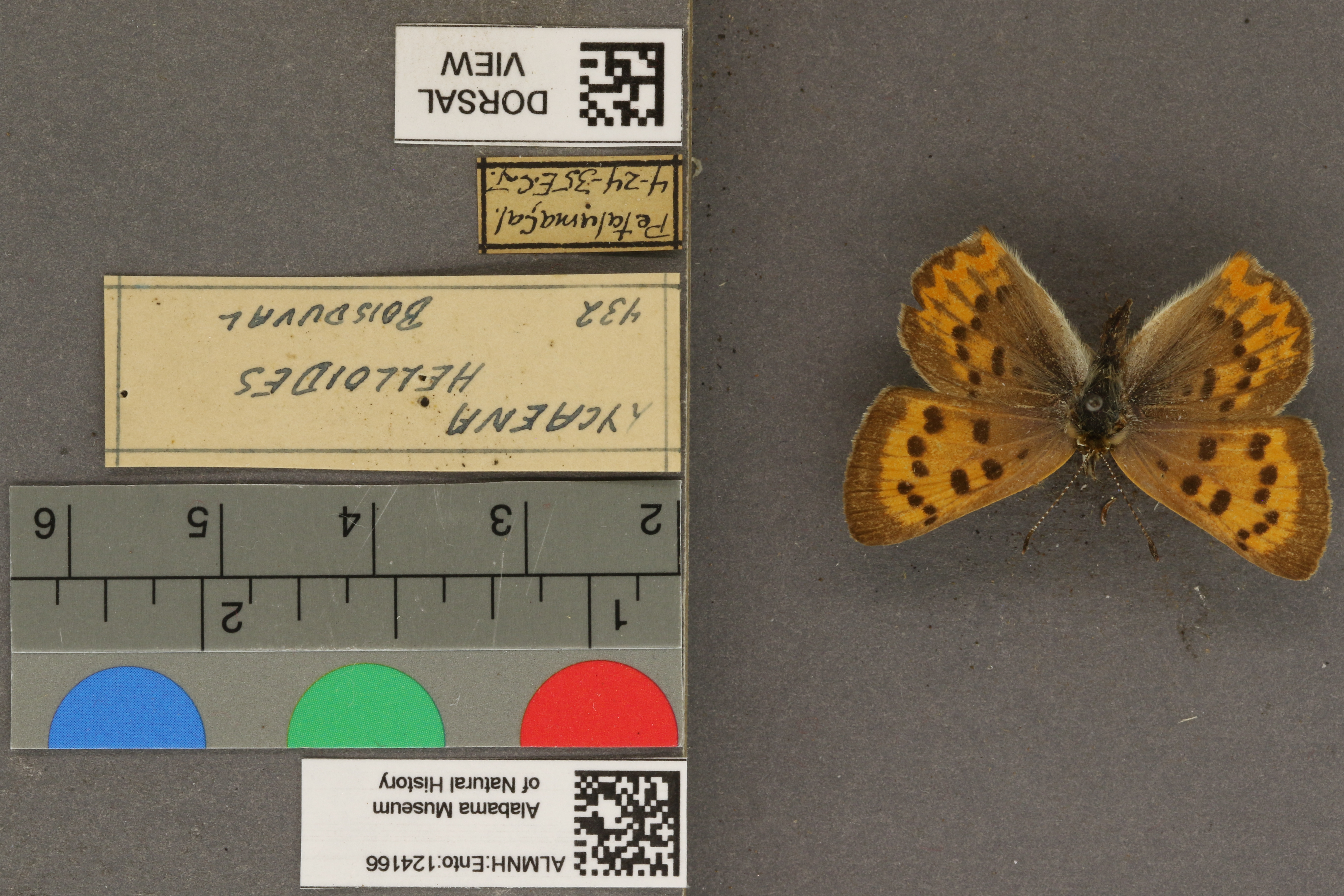 Lycaena helloides