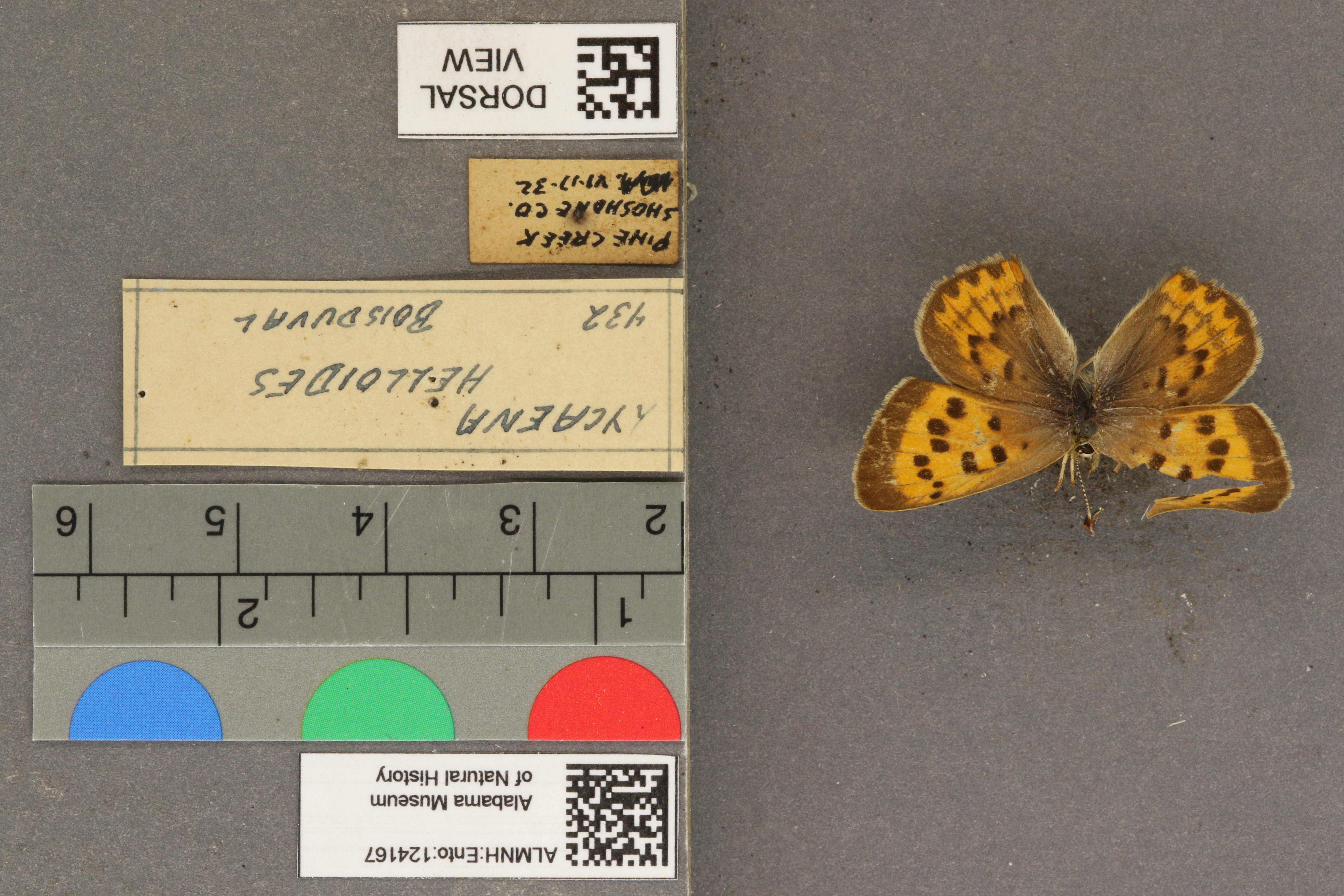 Lycaena helloides