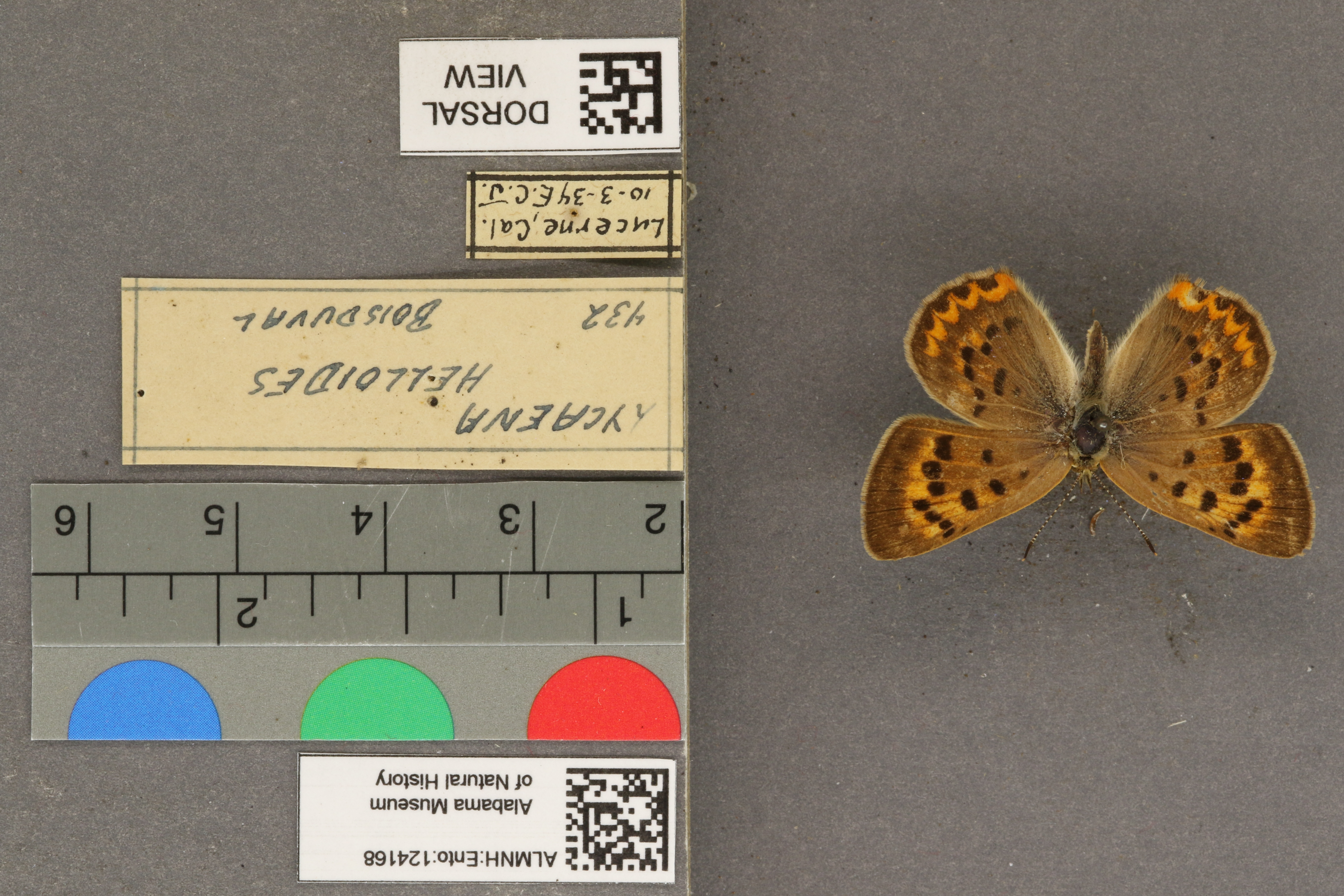 Lycaena helloides