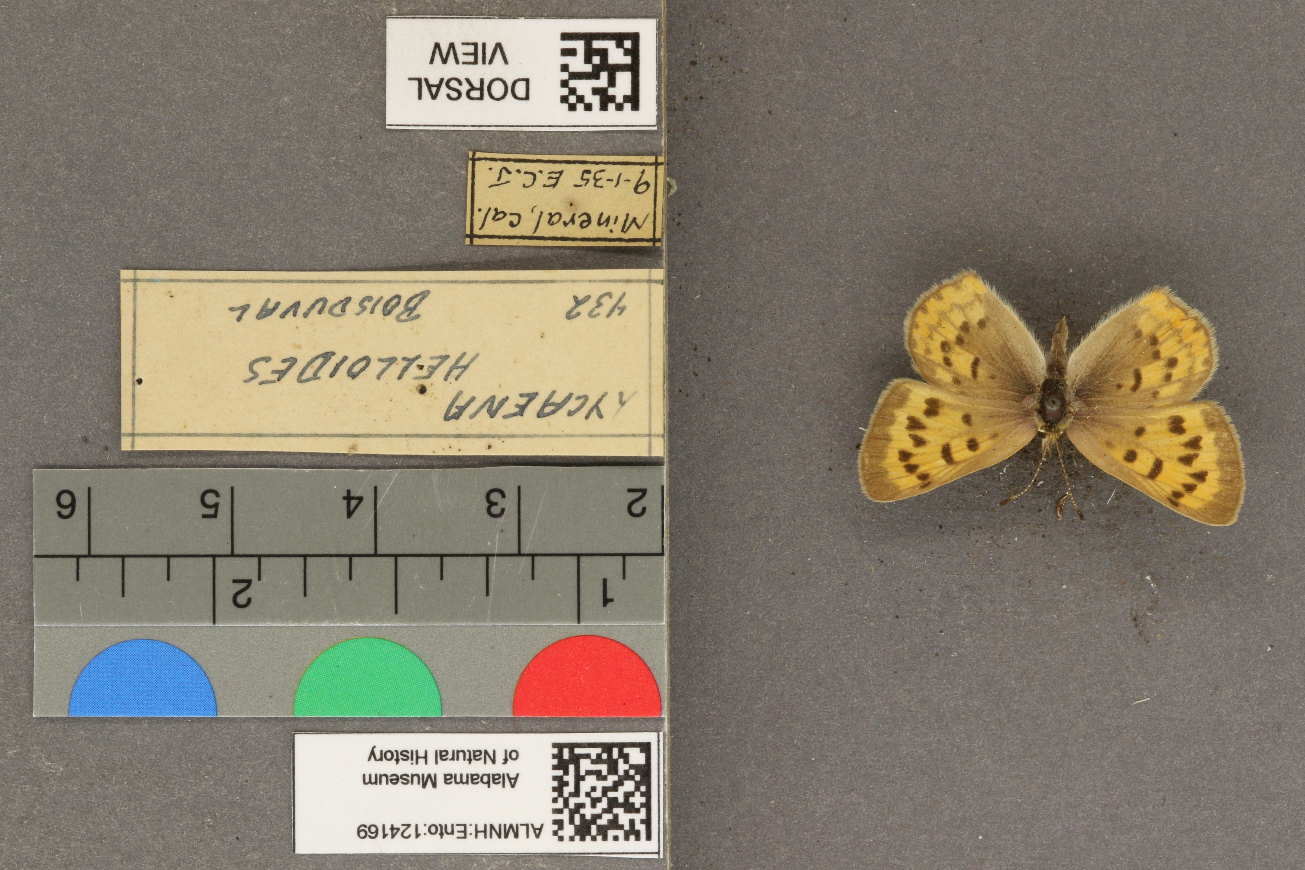 Lycaena helloides