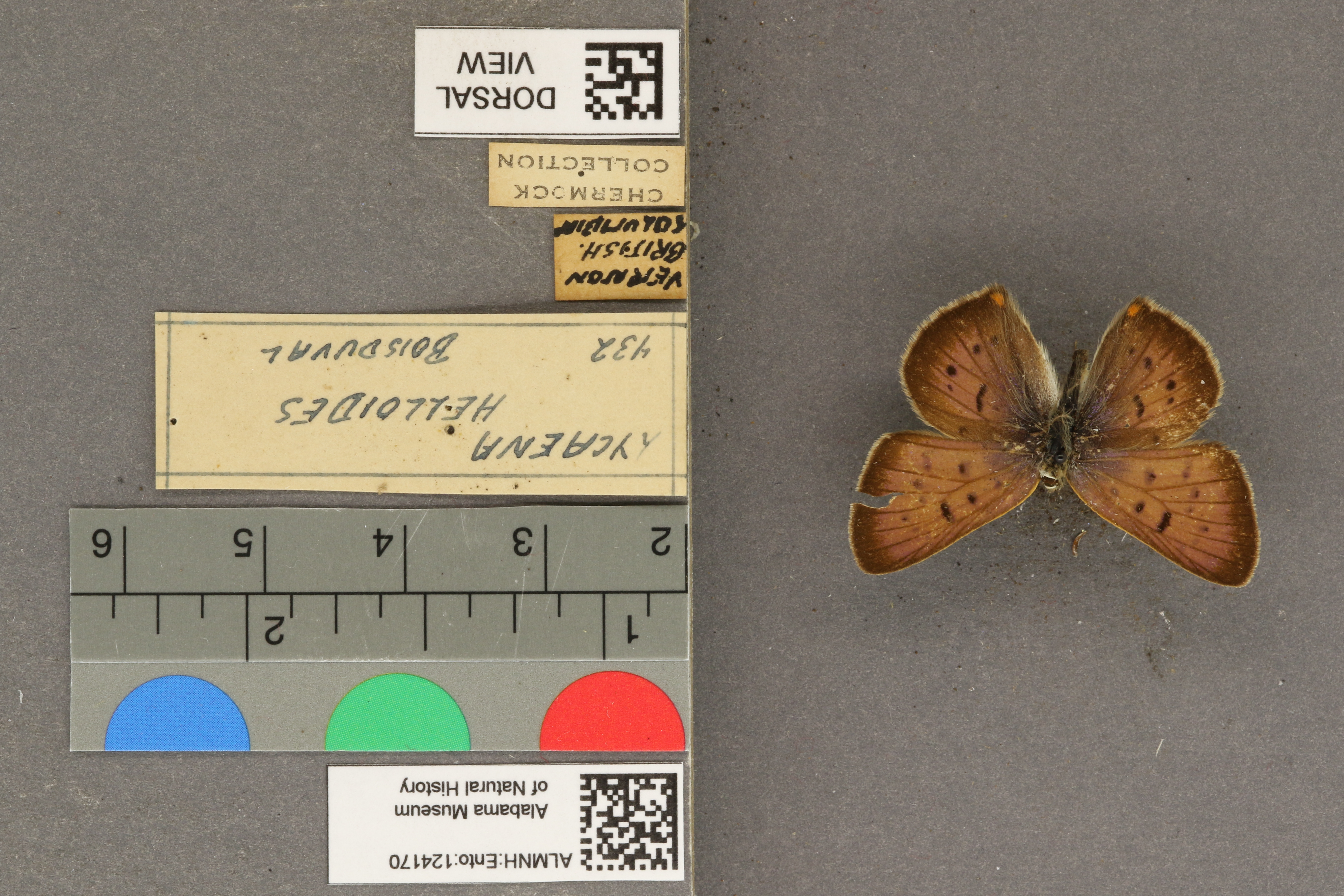 Lycaena helloides
