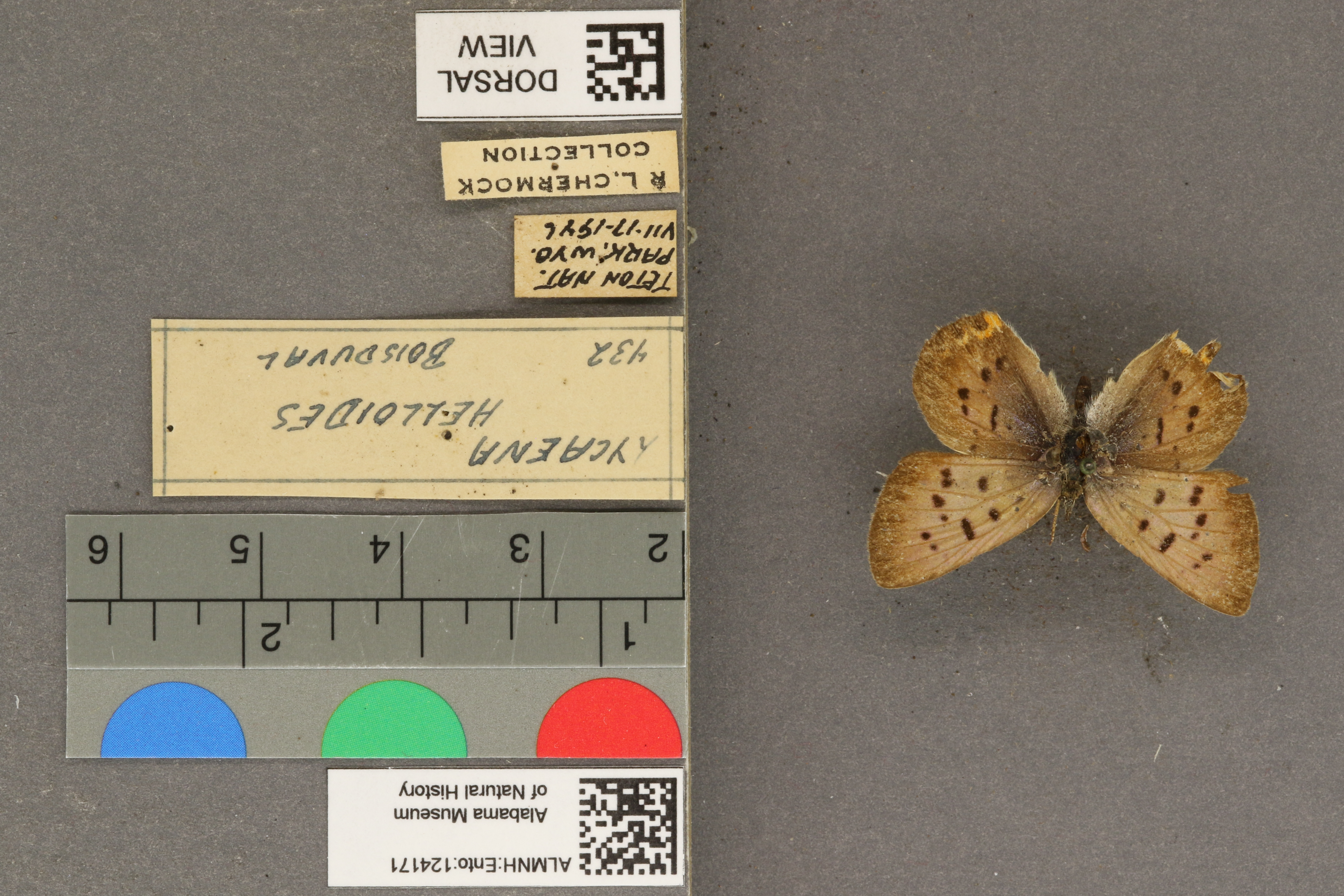 Lycaena helloides