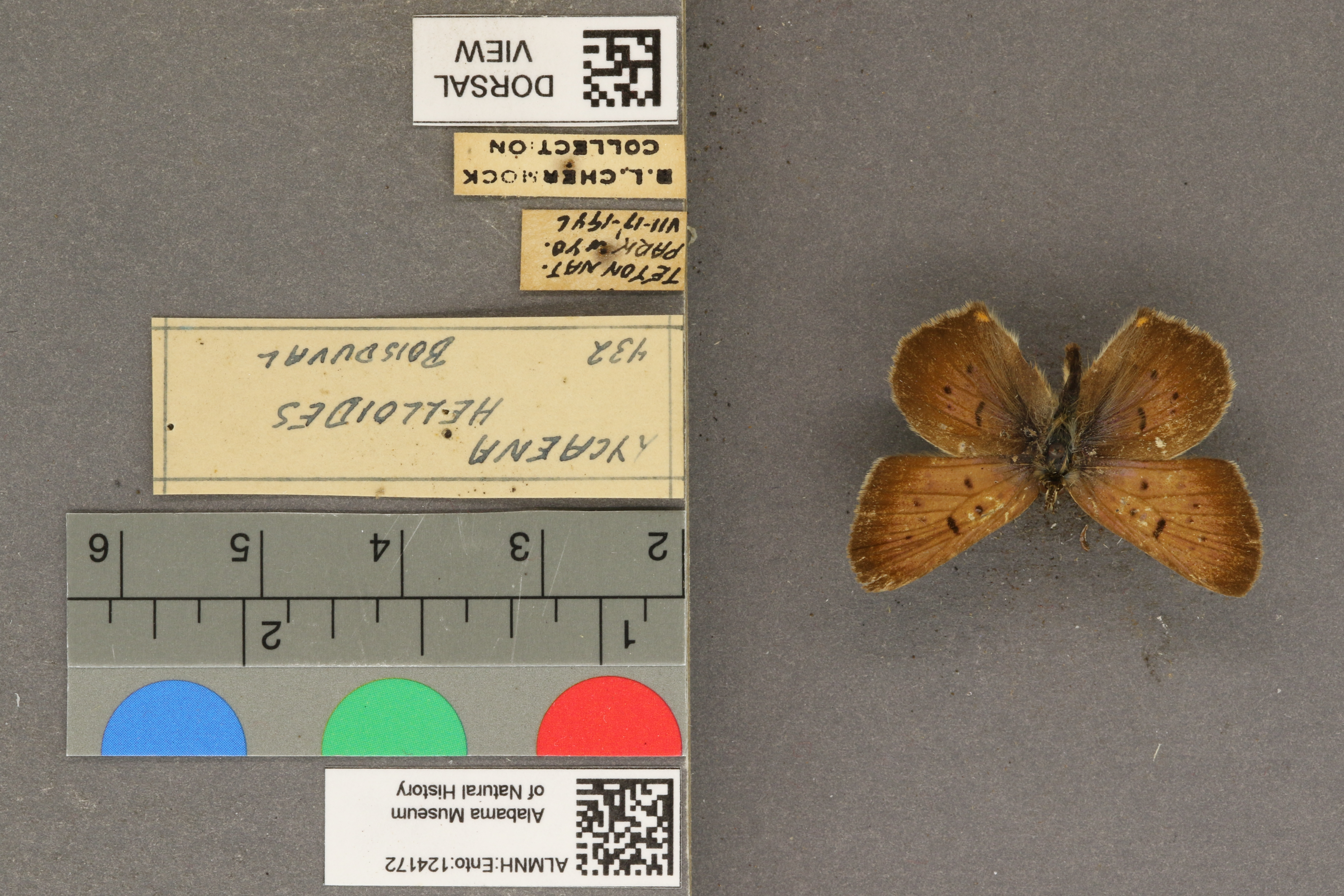 Lycaena helloides