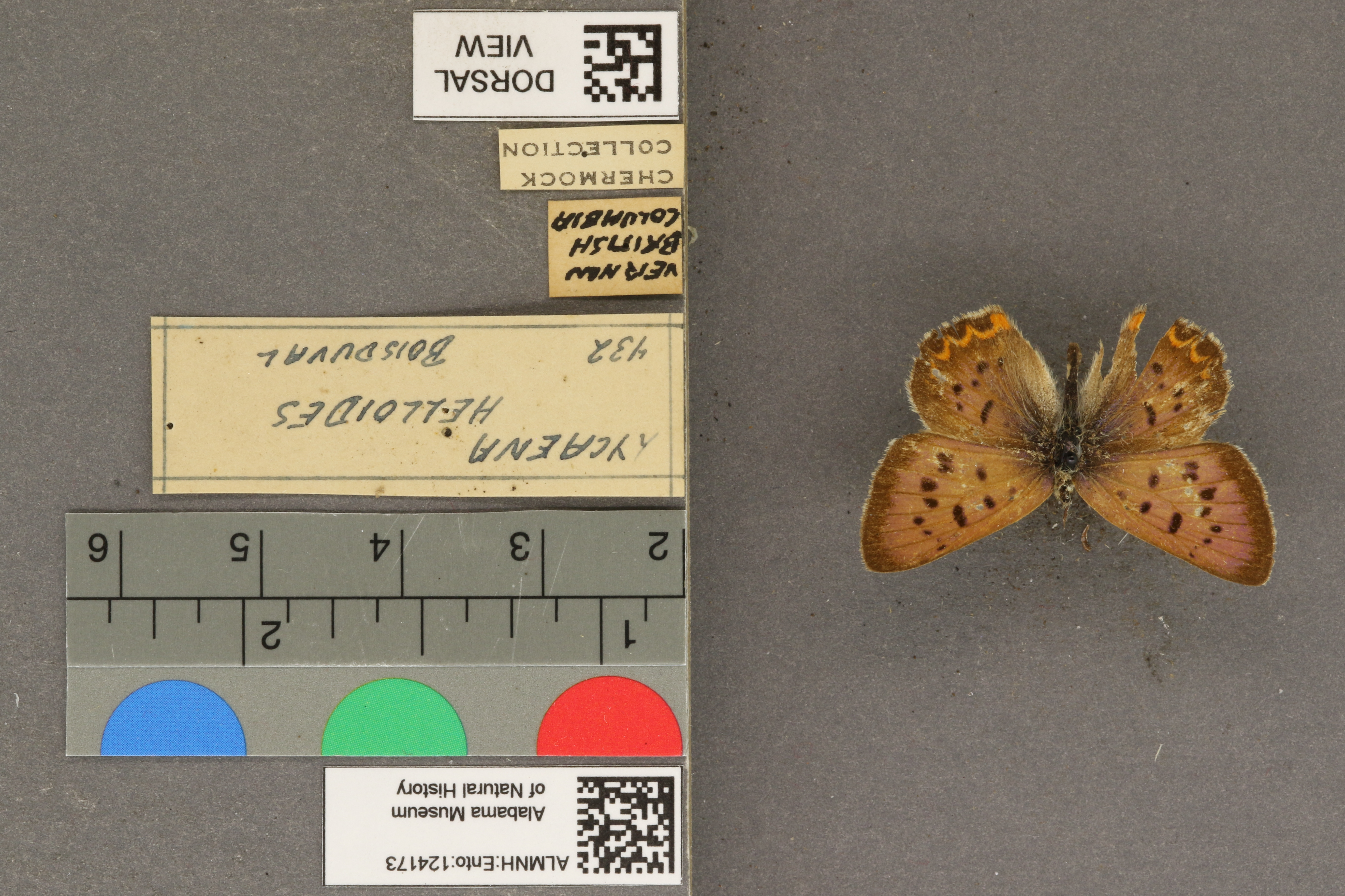 Lycaena helloides