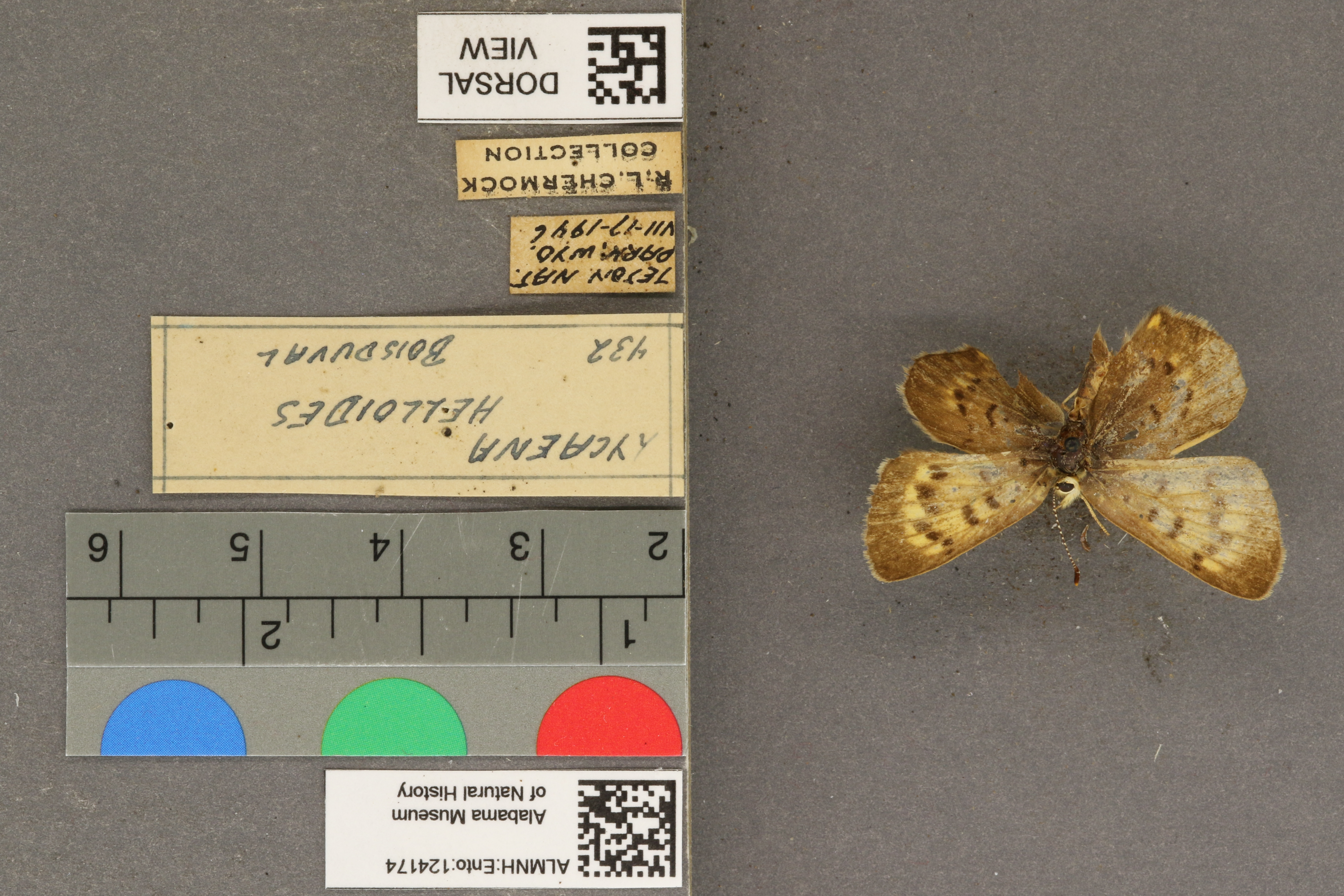 Lycaena helloides