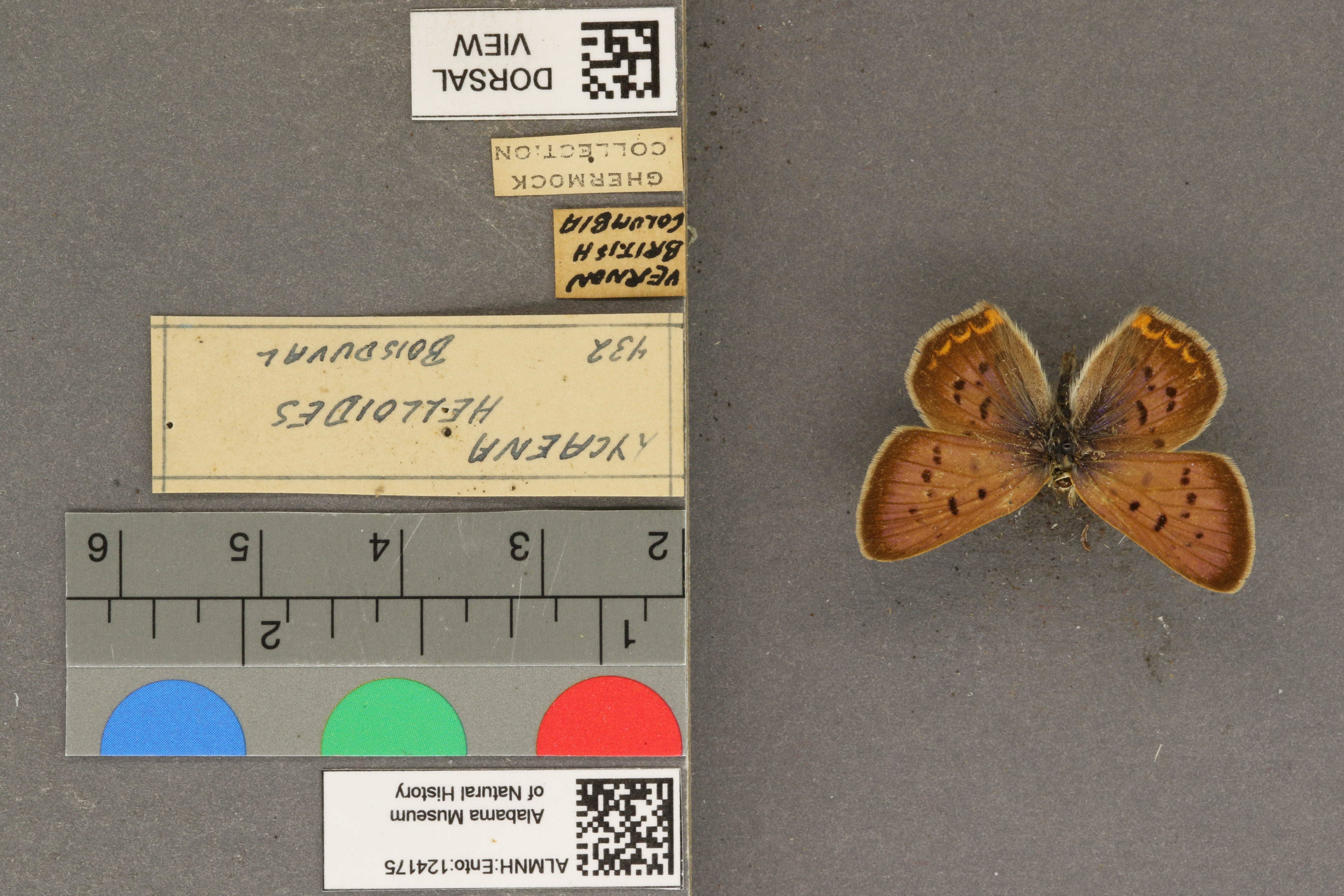 Lycaena helloides