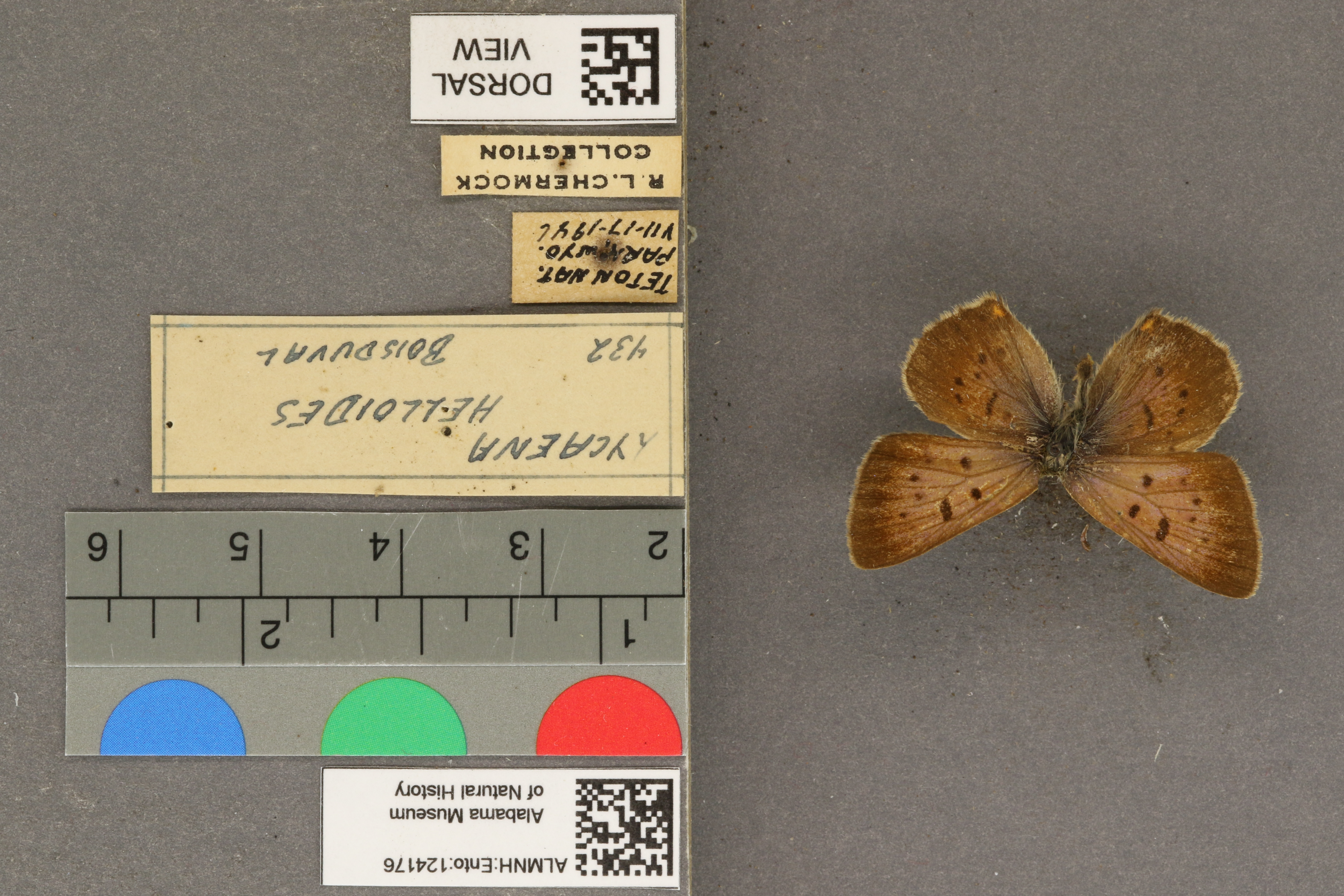 Lycaena helloides
