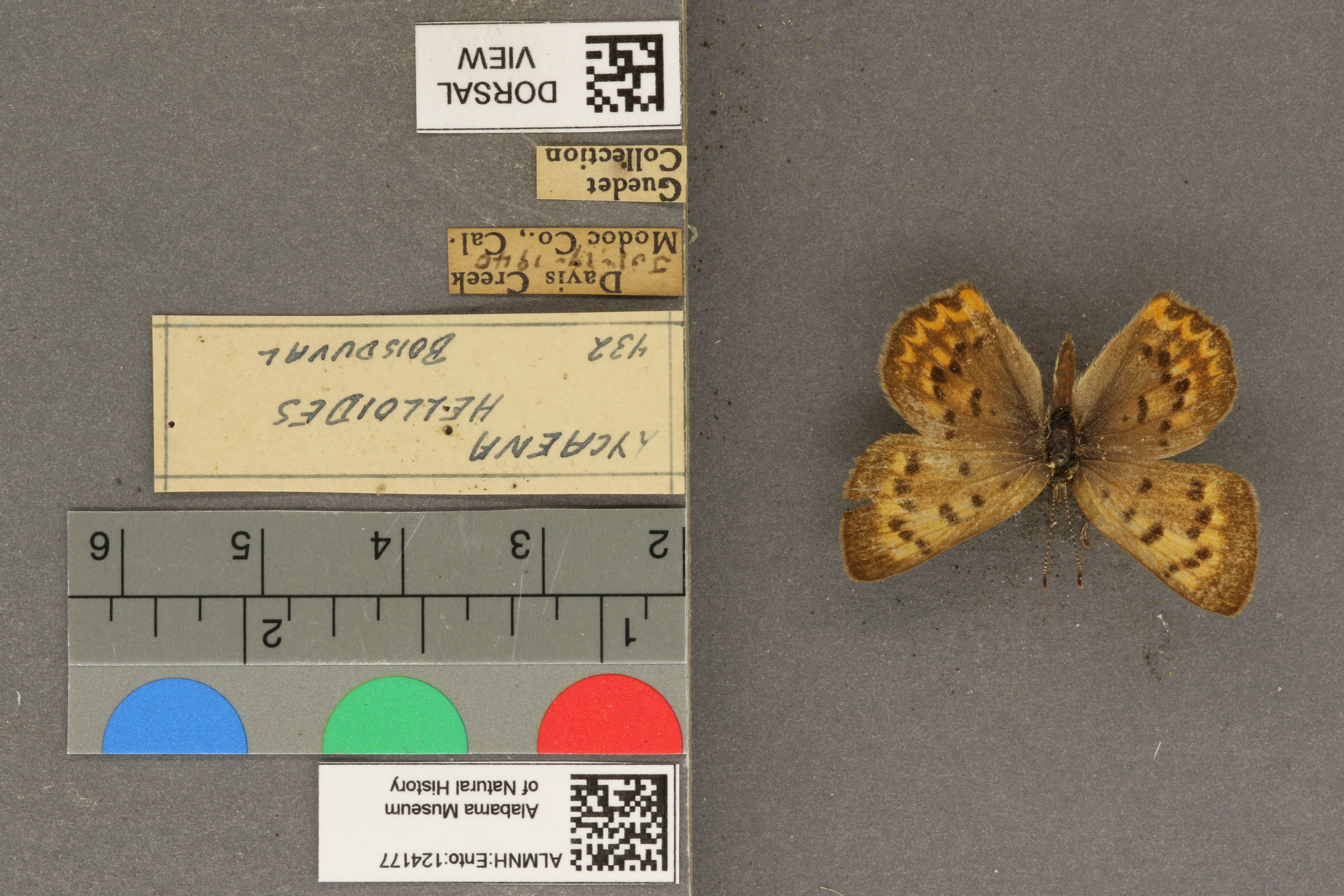 Lycaena helloides