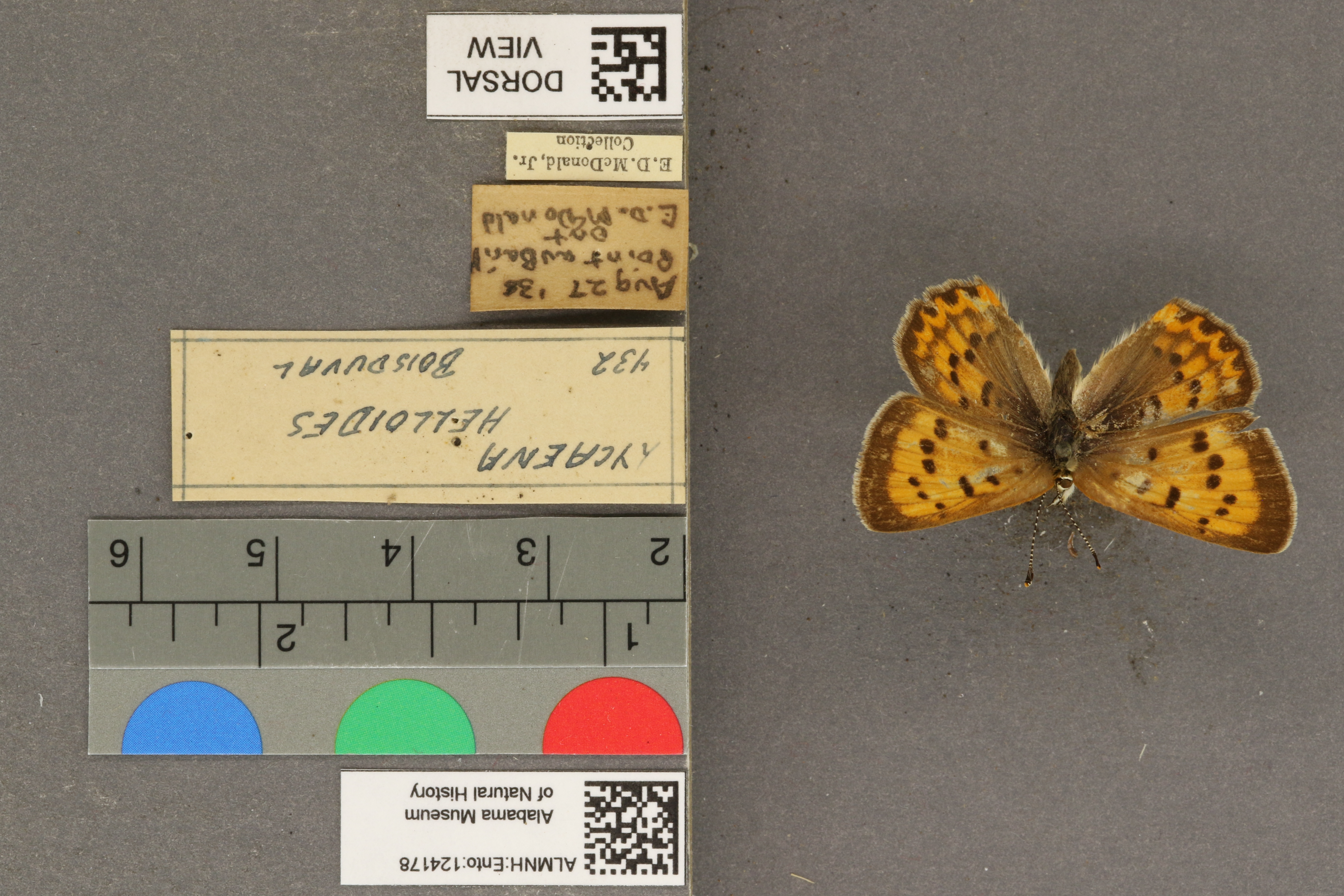 Lycaena helloides