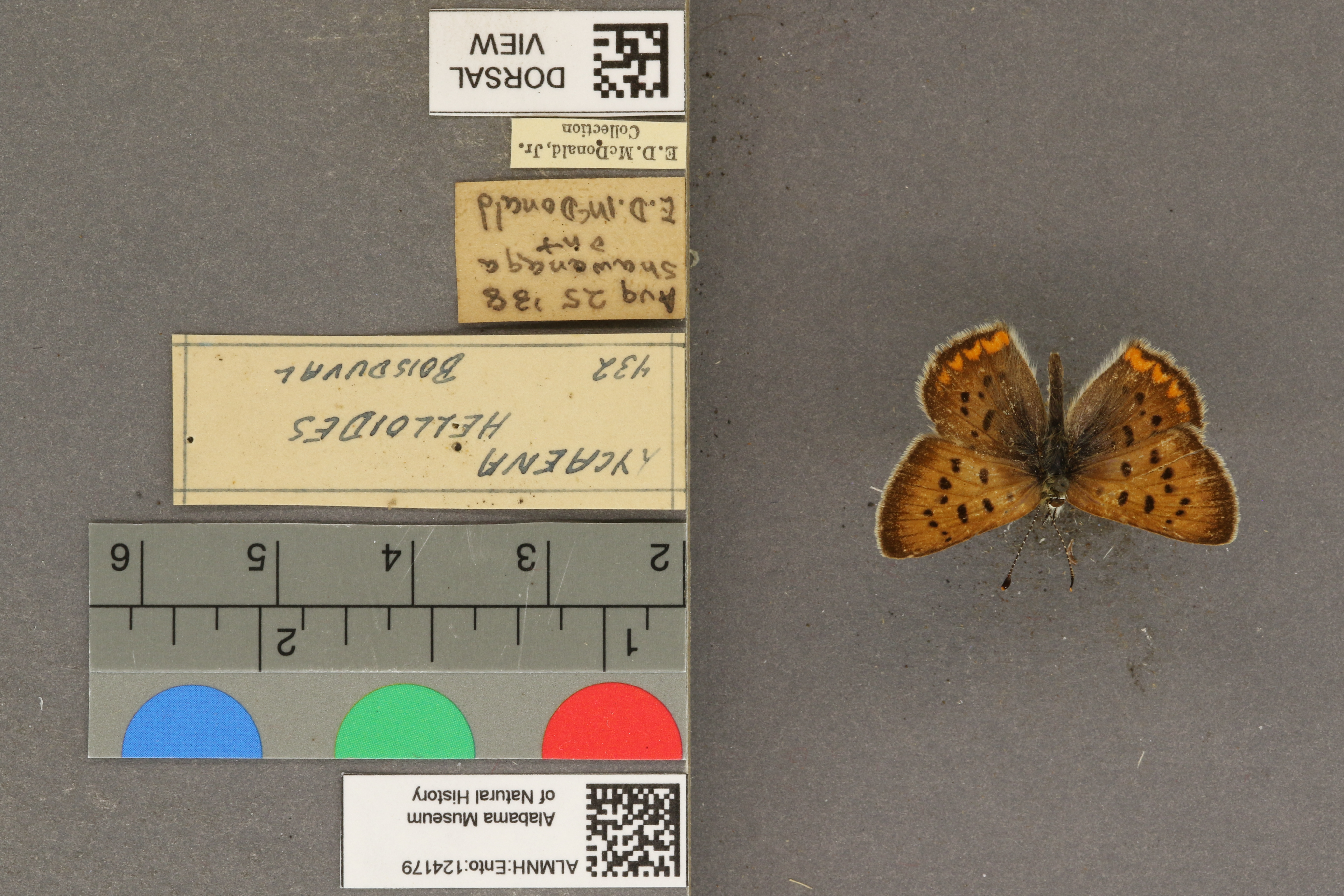 Lycaena helloides