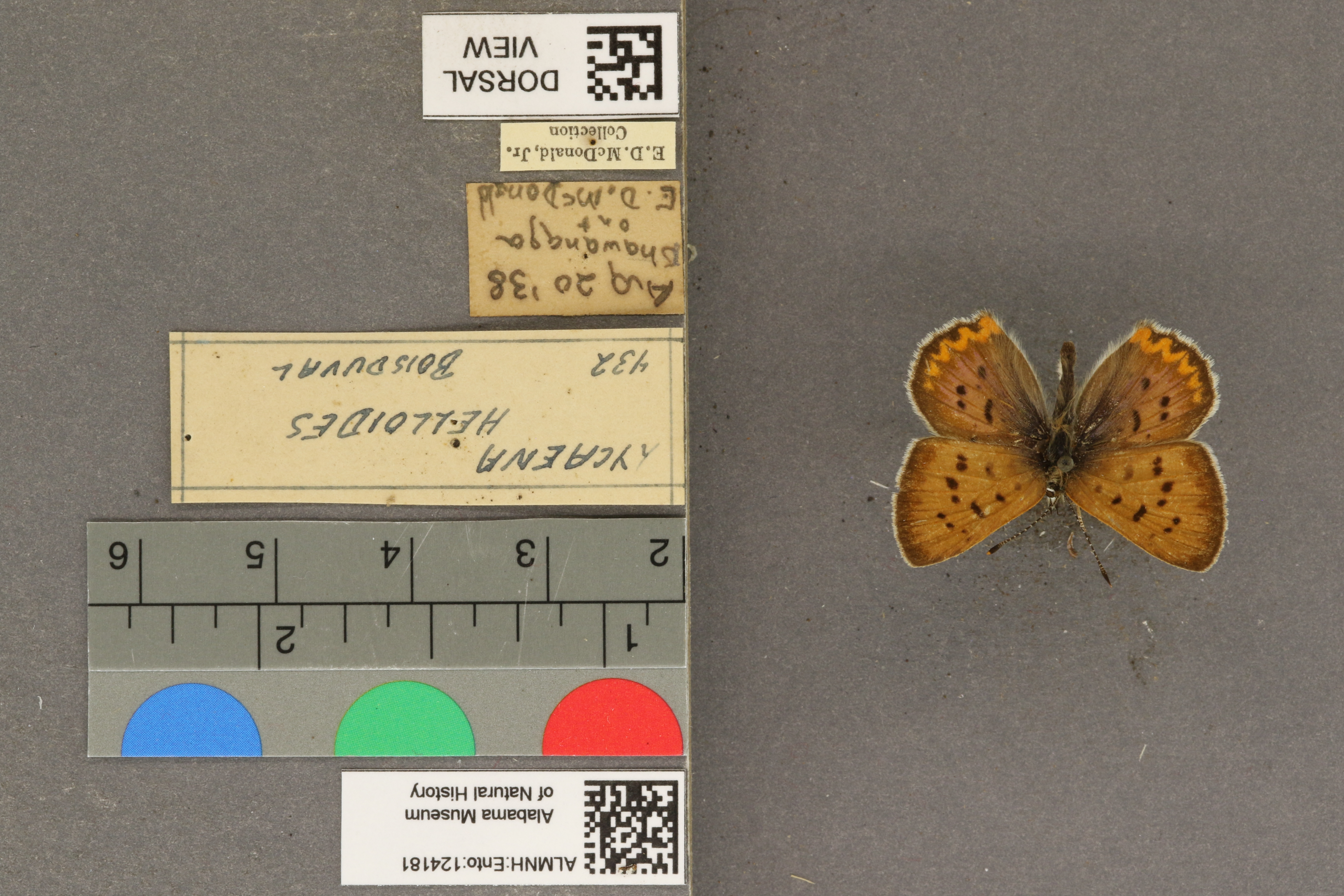 Lycaena helloides