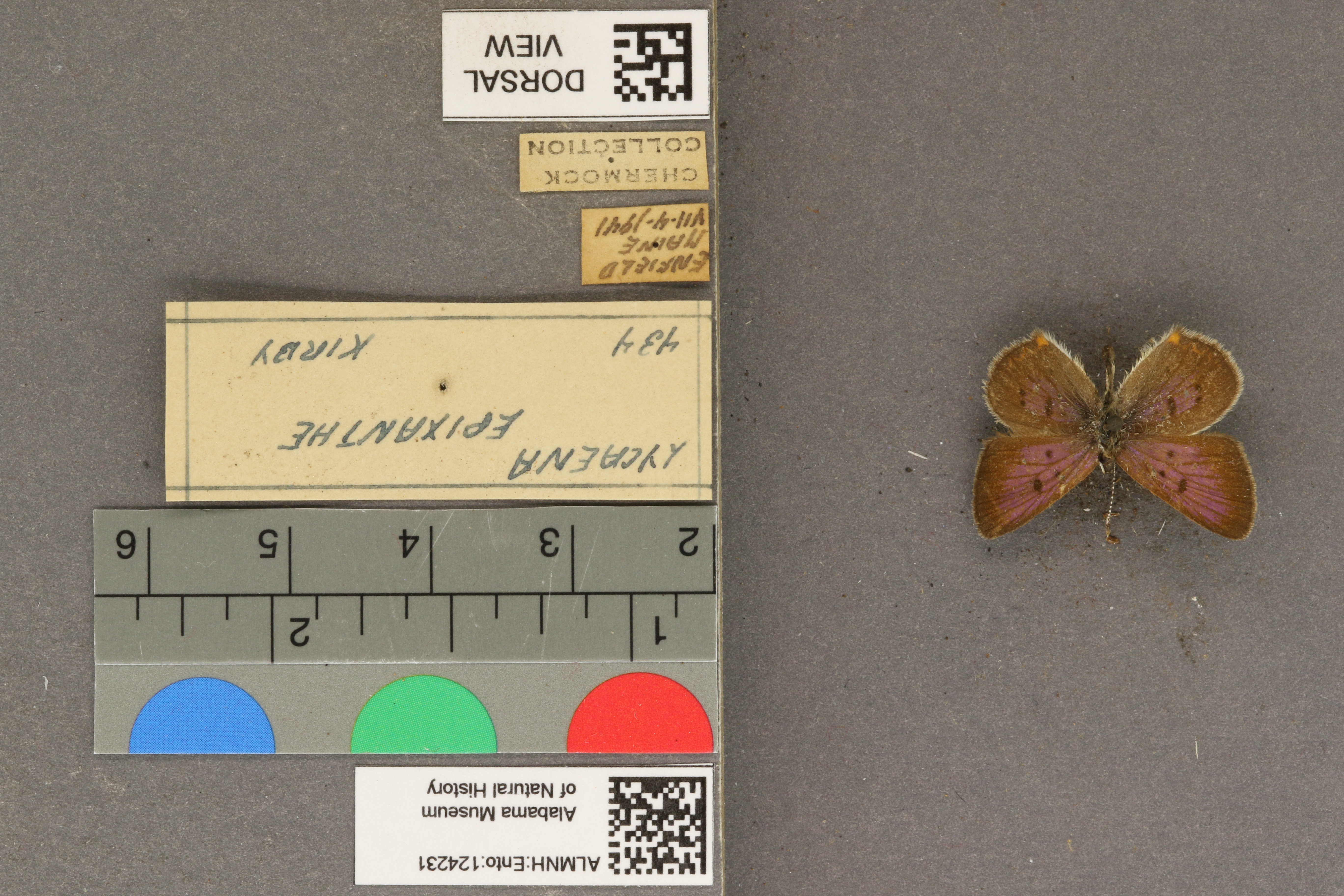 Lycaena epixanthe