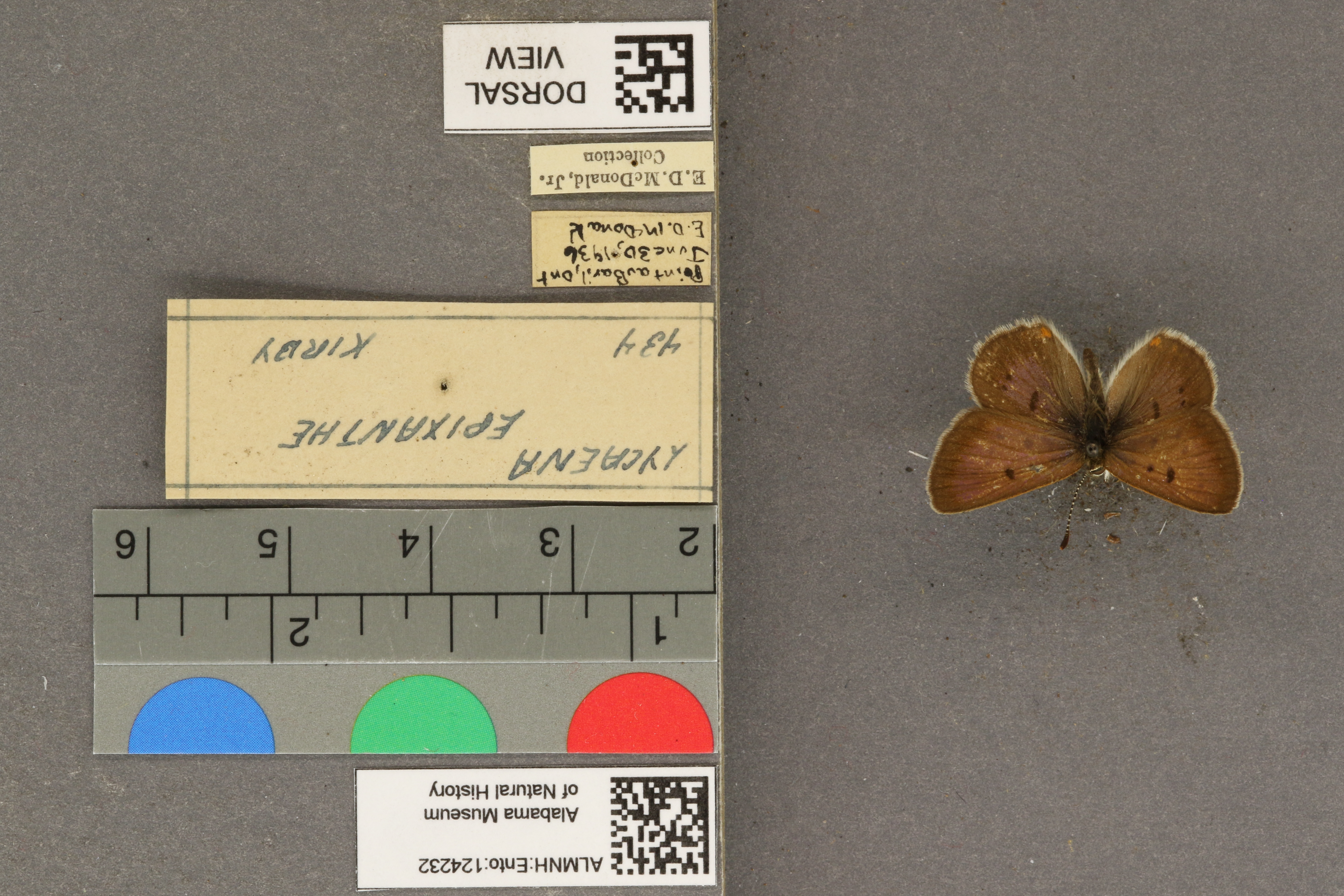 Lycaena epixanthe