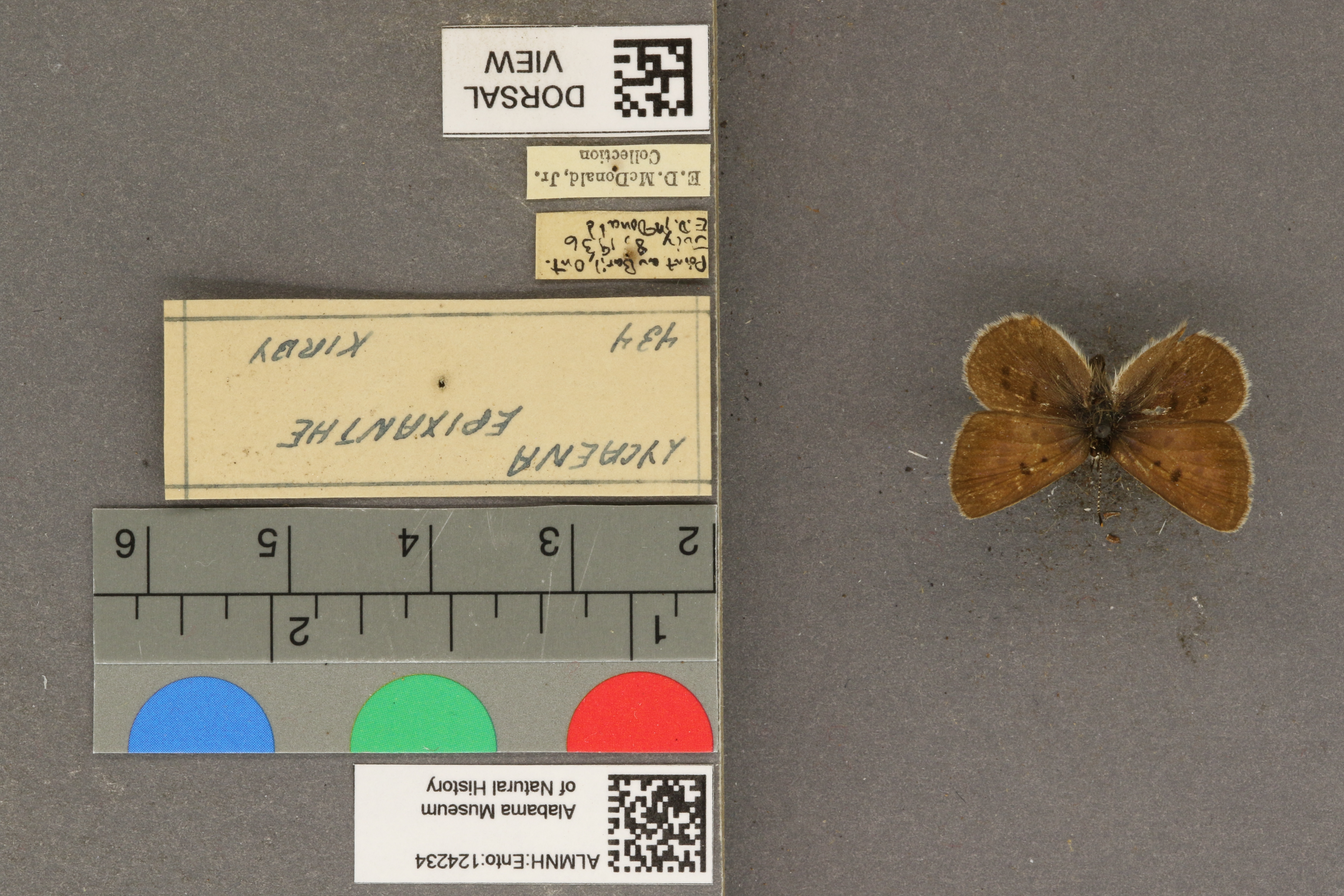 Lycaena epixanthe
