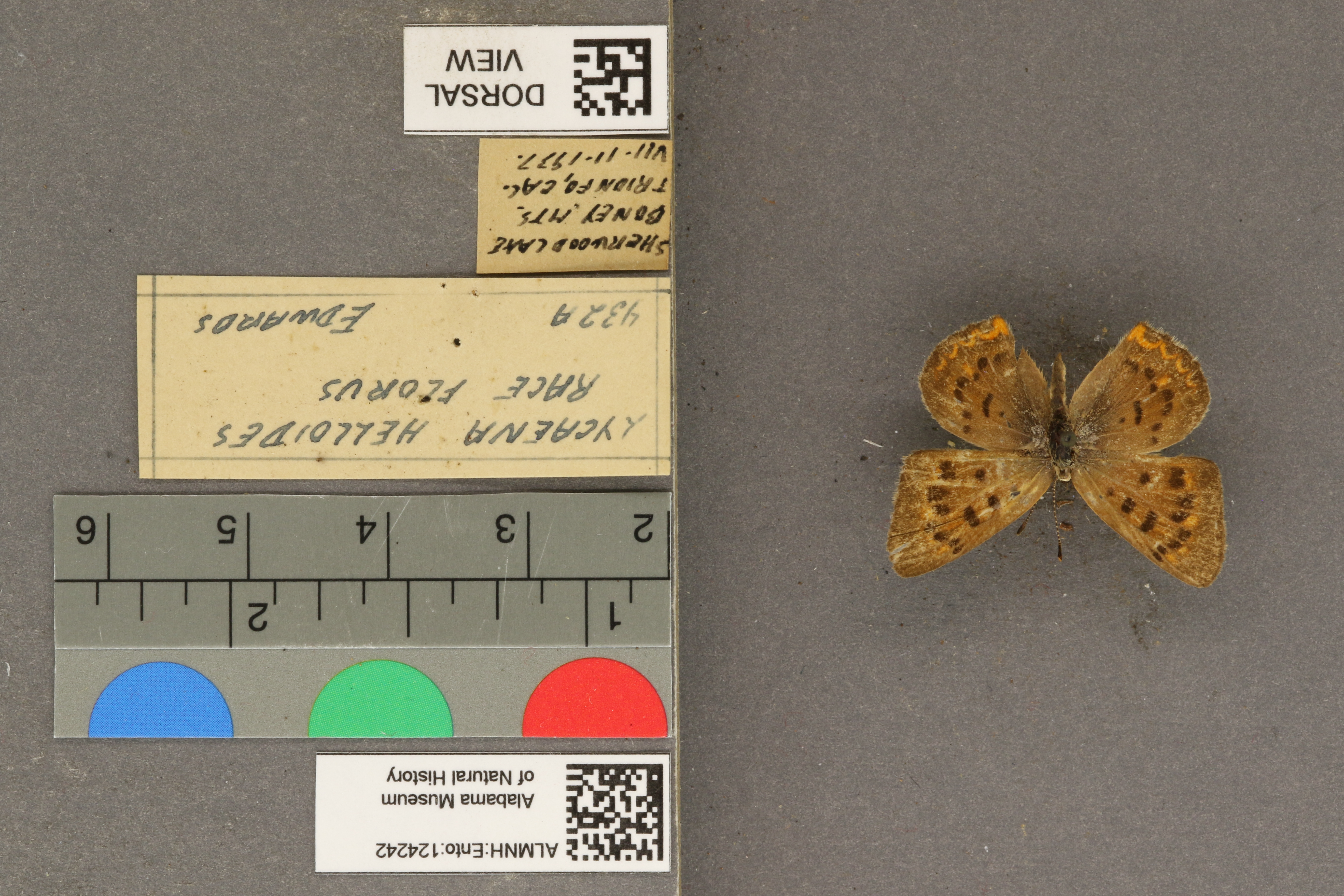 Lycaena helloides