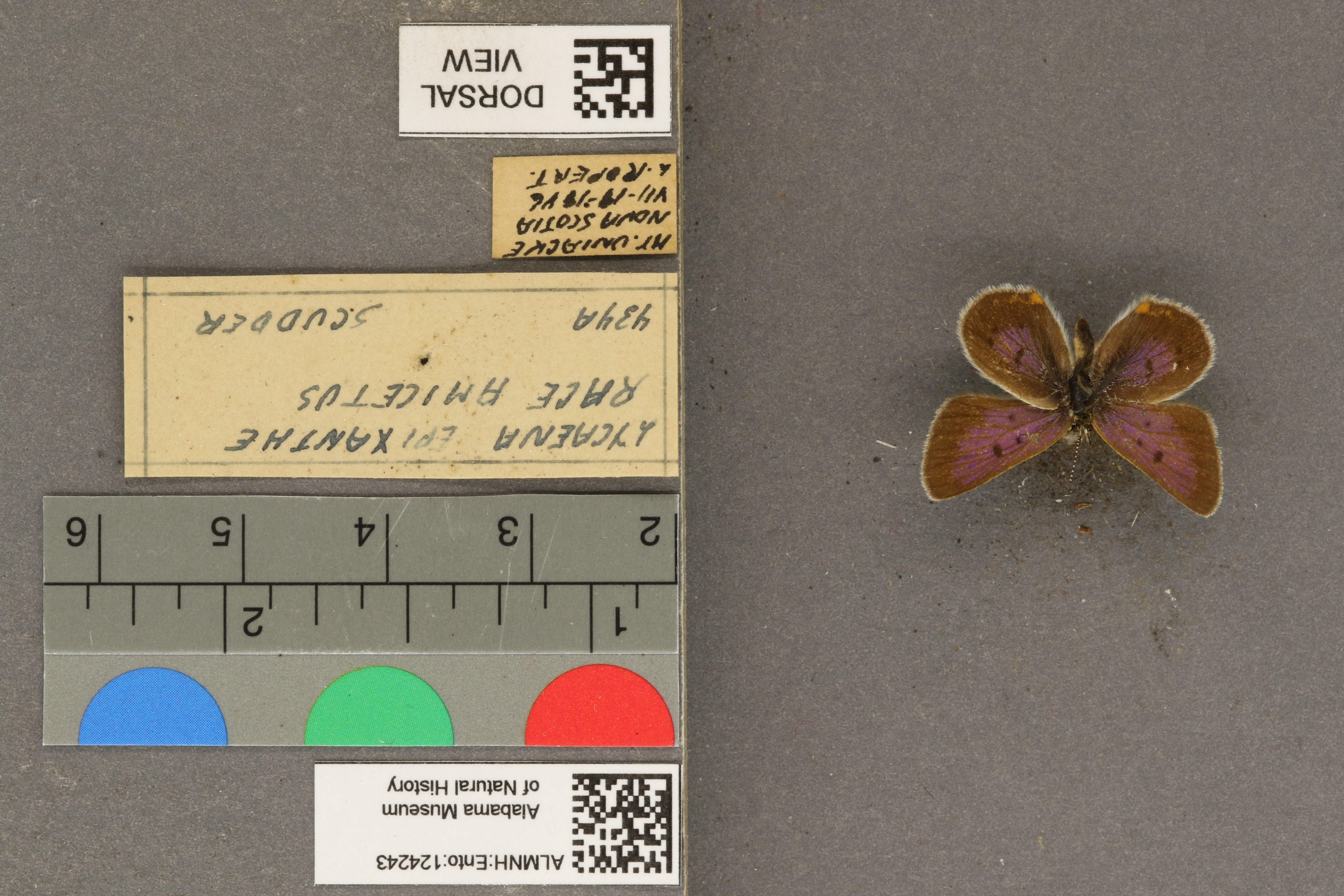 Record media