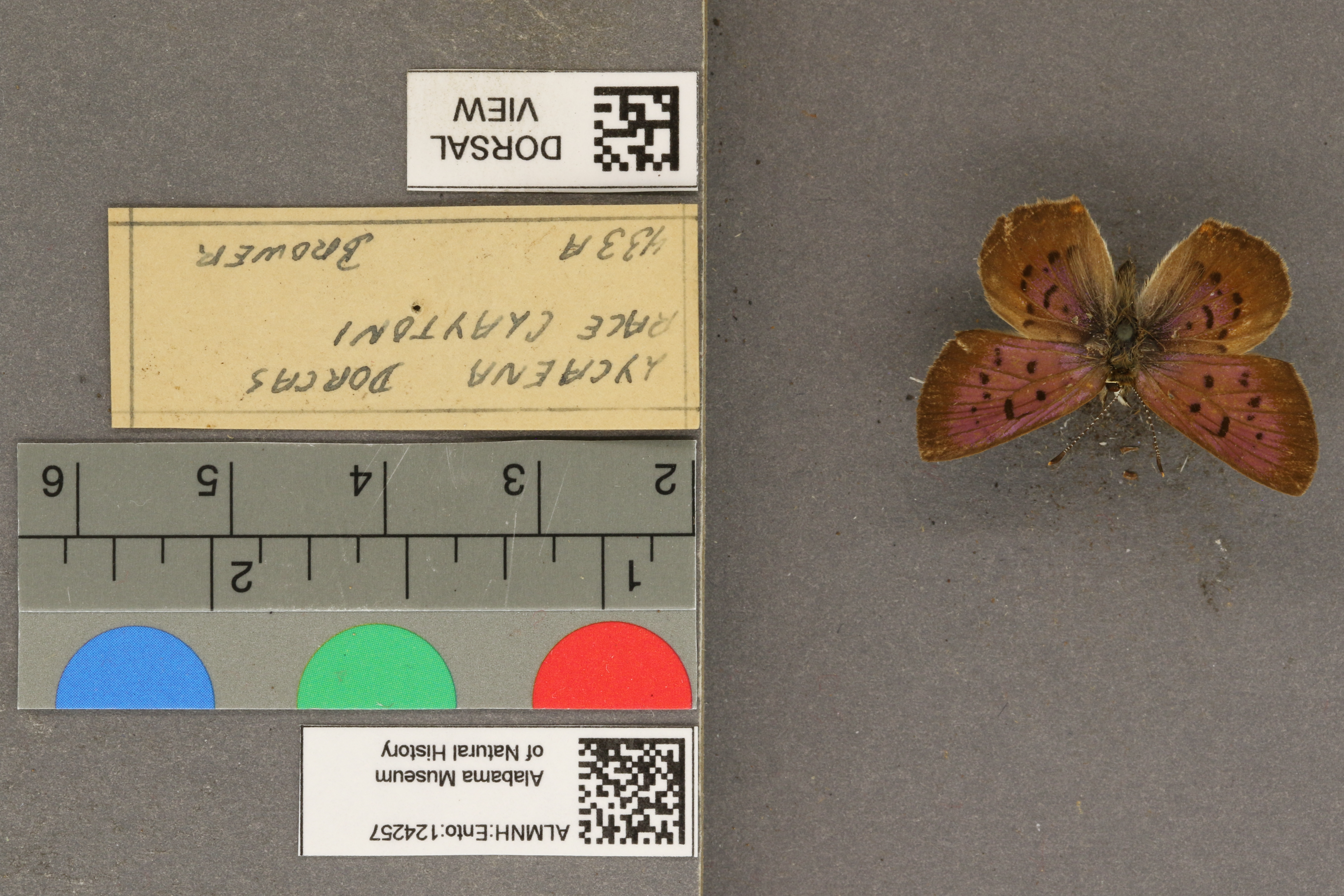 Lycaena dorcas