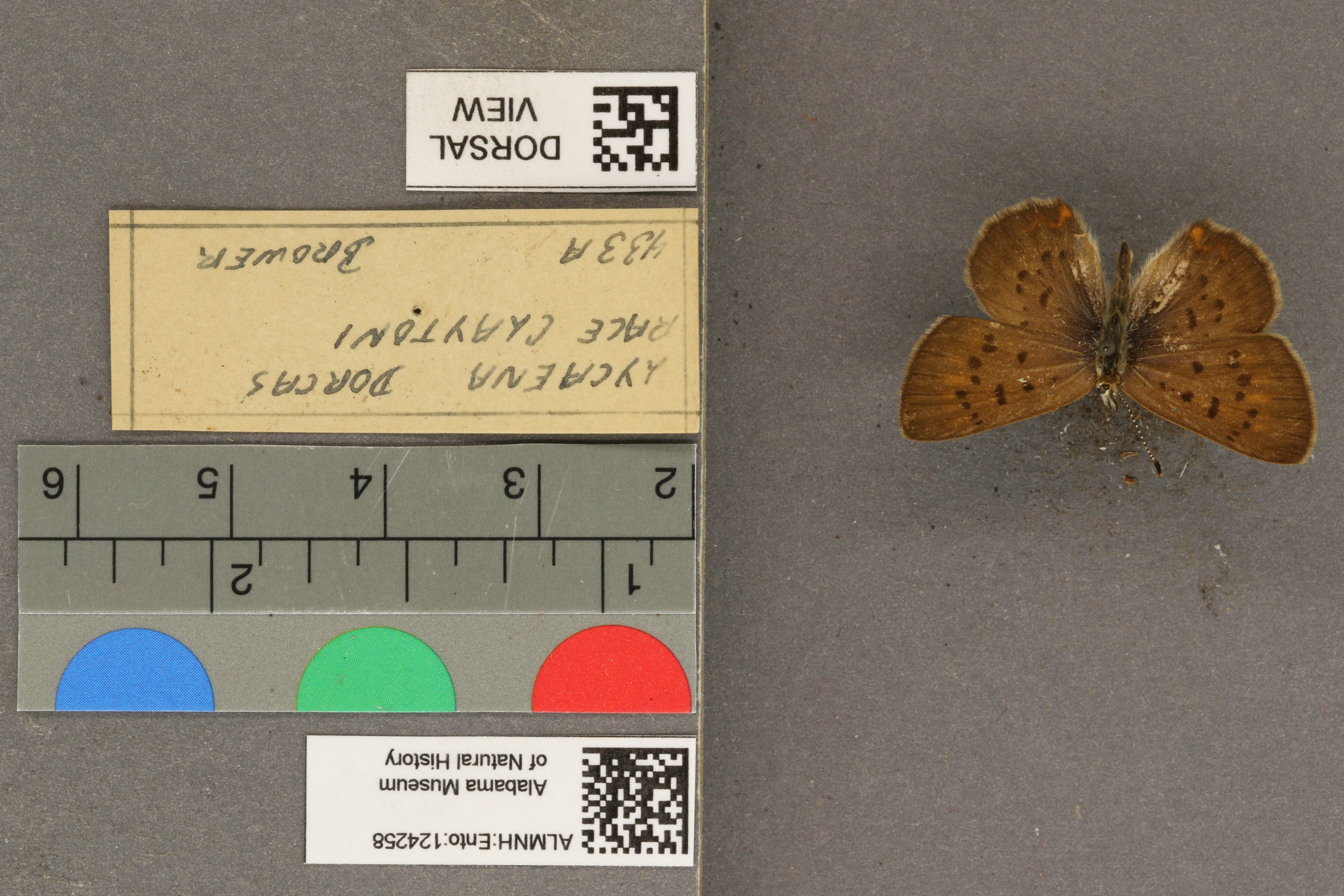 Lycaena dorcas
