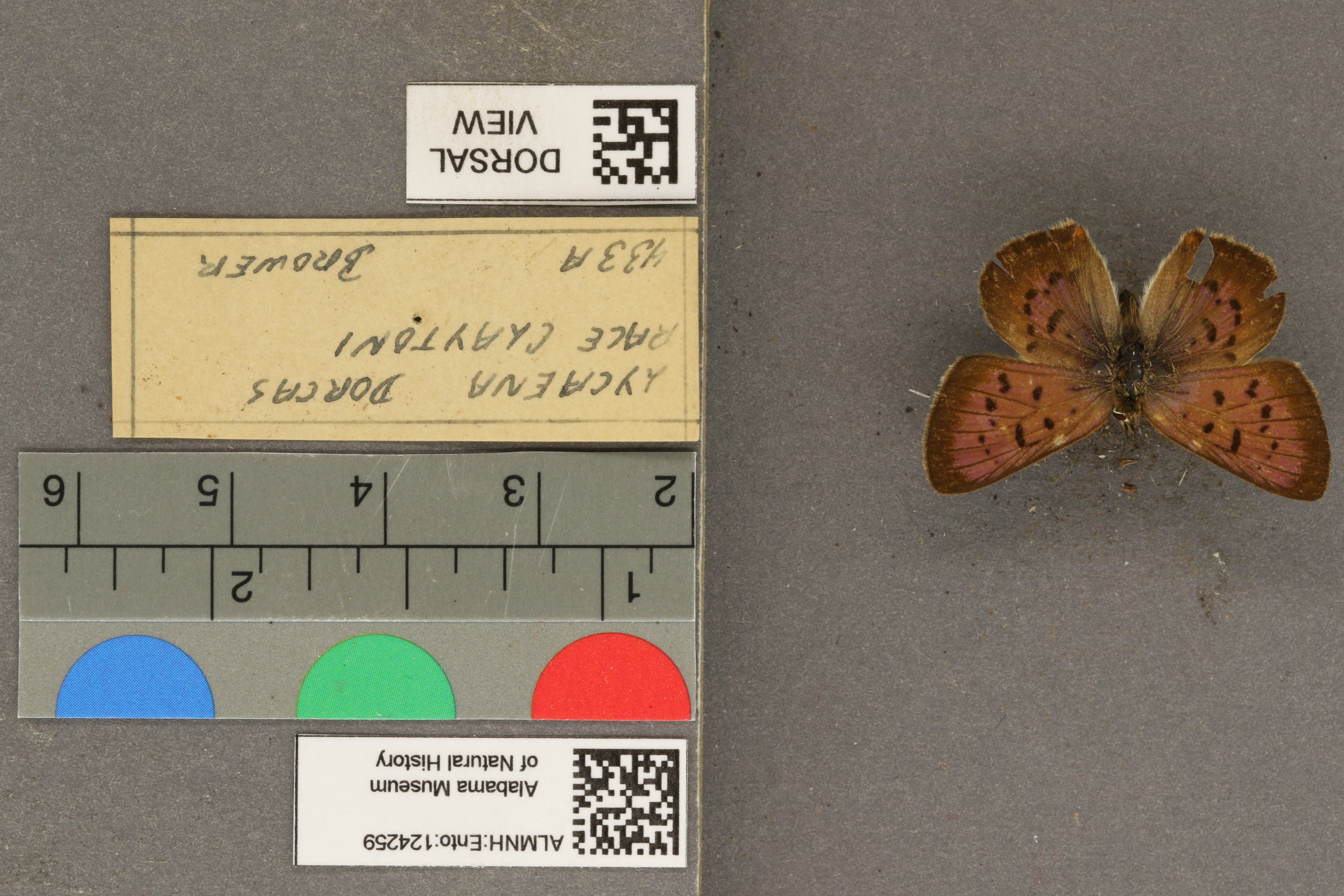 Lycaena dorcas