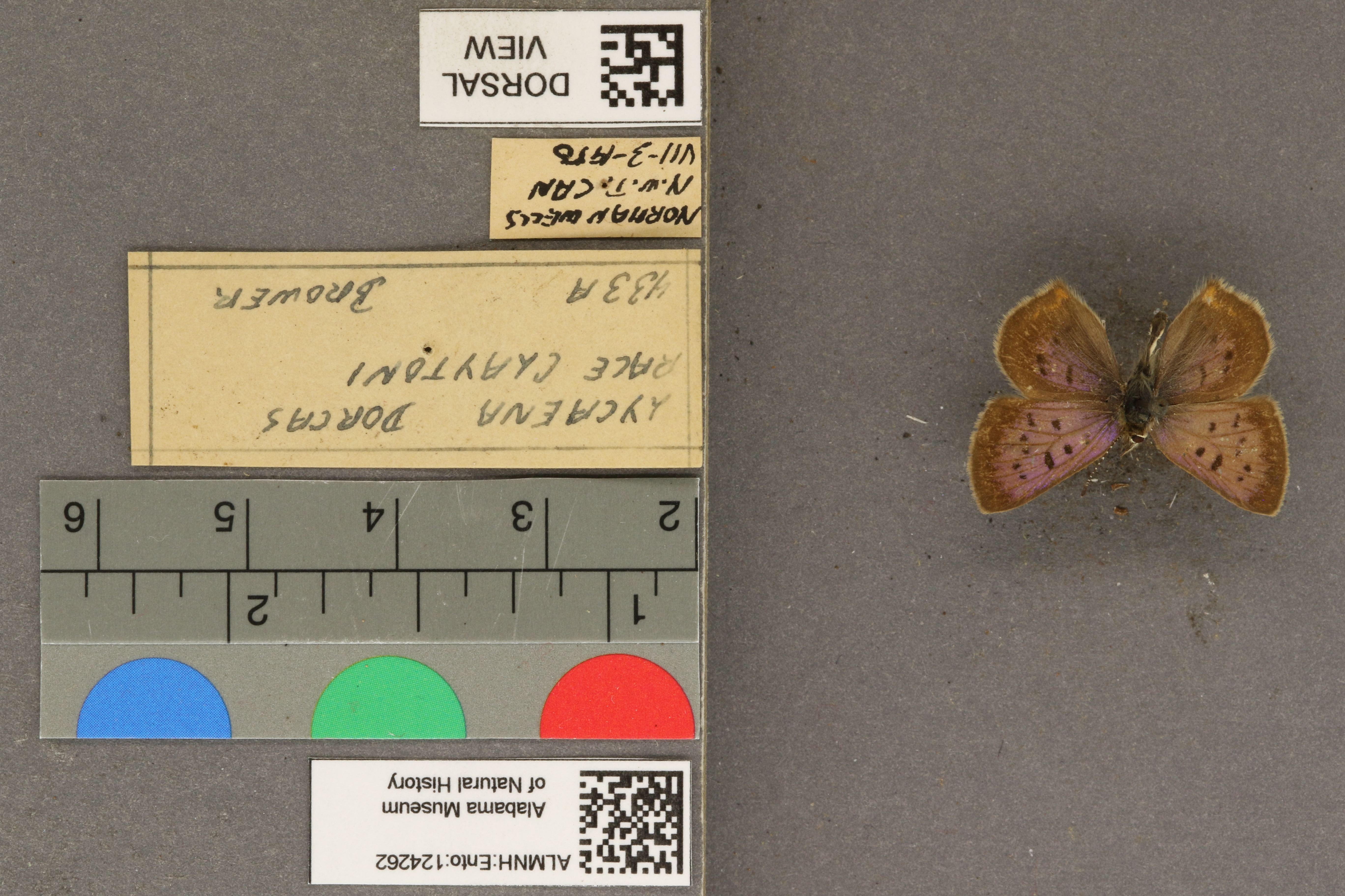 Lycaena dorcas