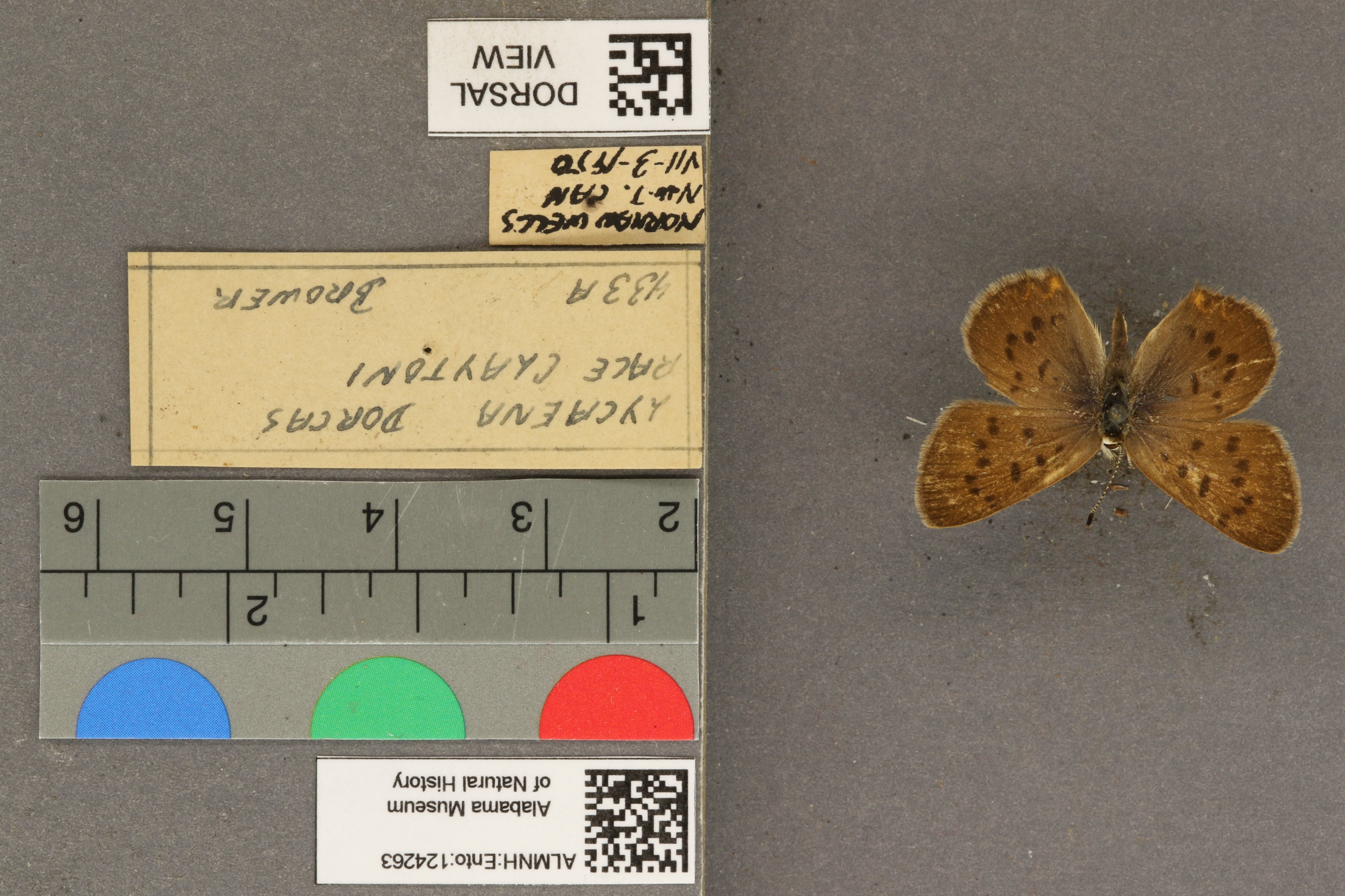 Lycaena dorcas