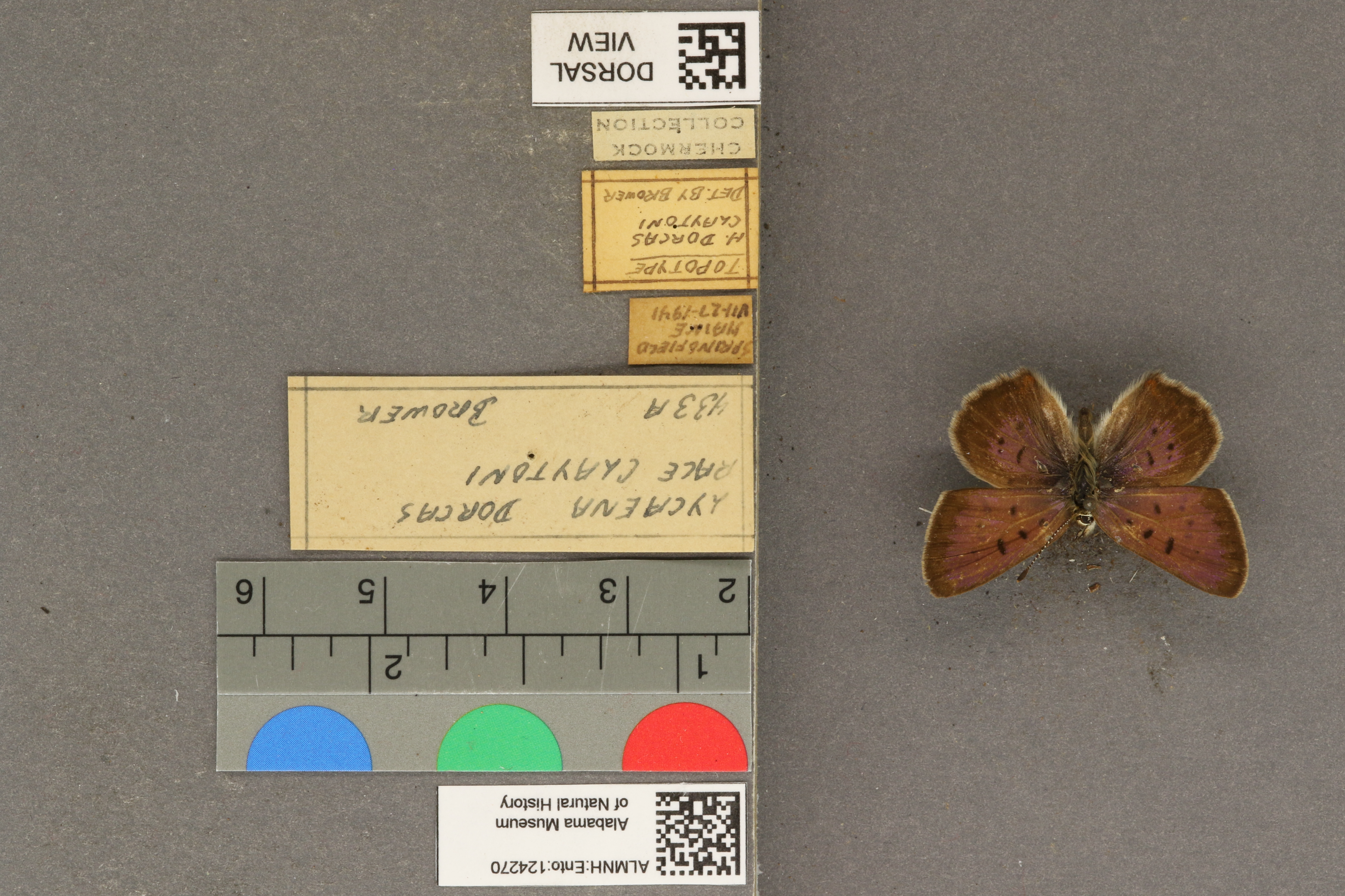 Lycaena dorcas