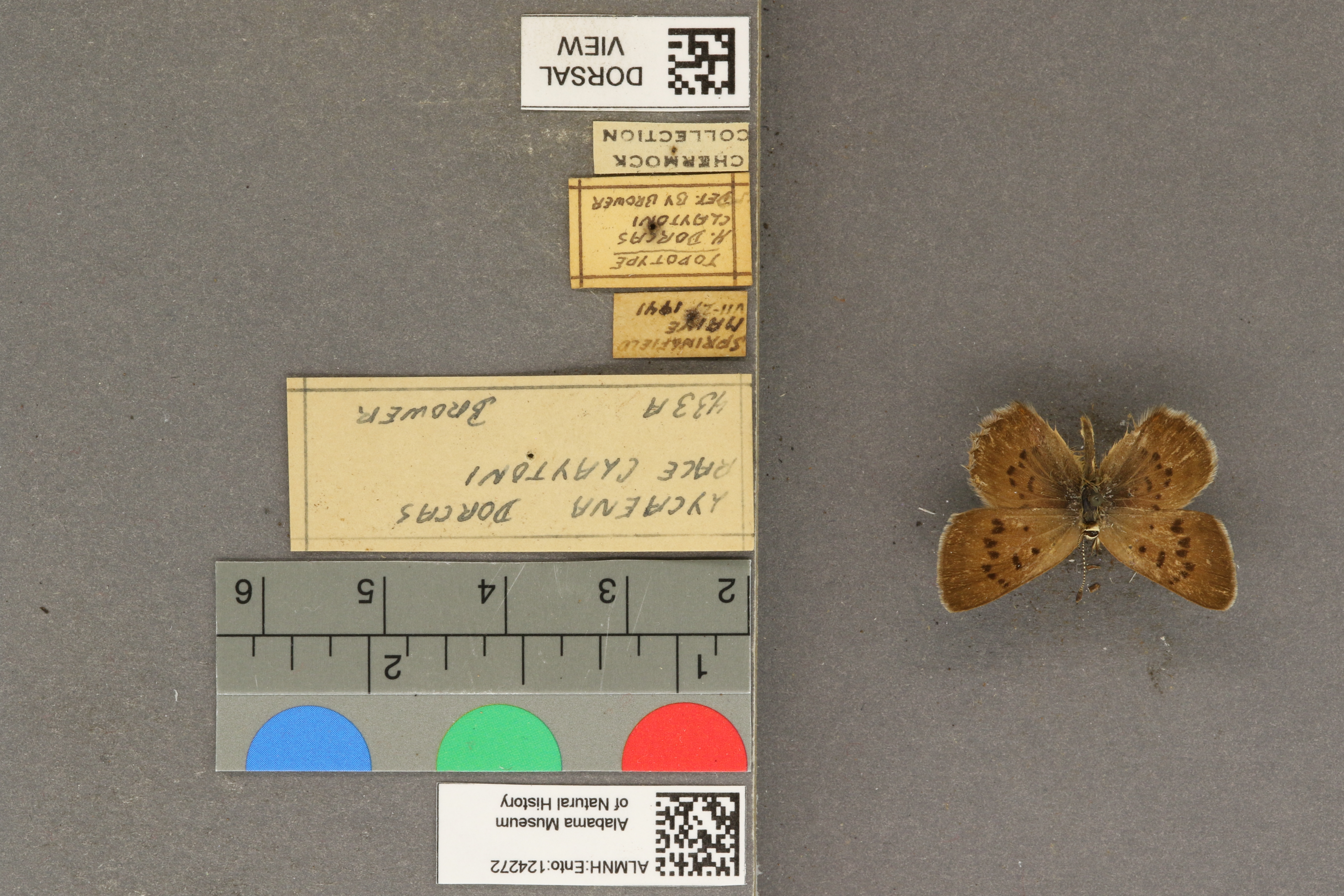 Lycaena dorcas