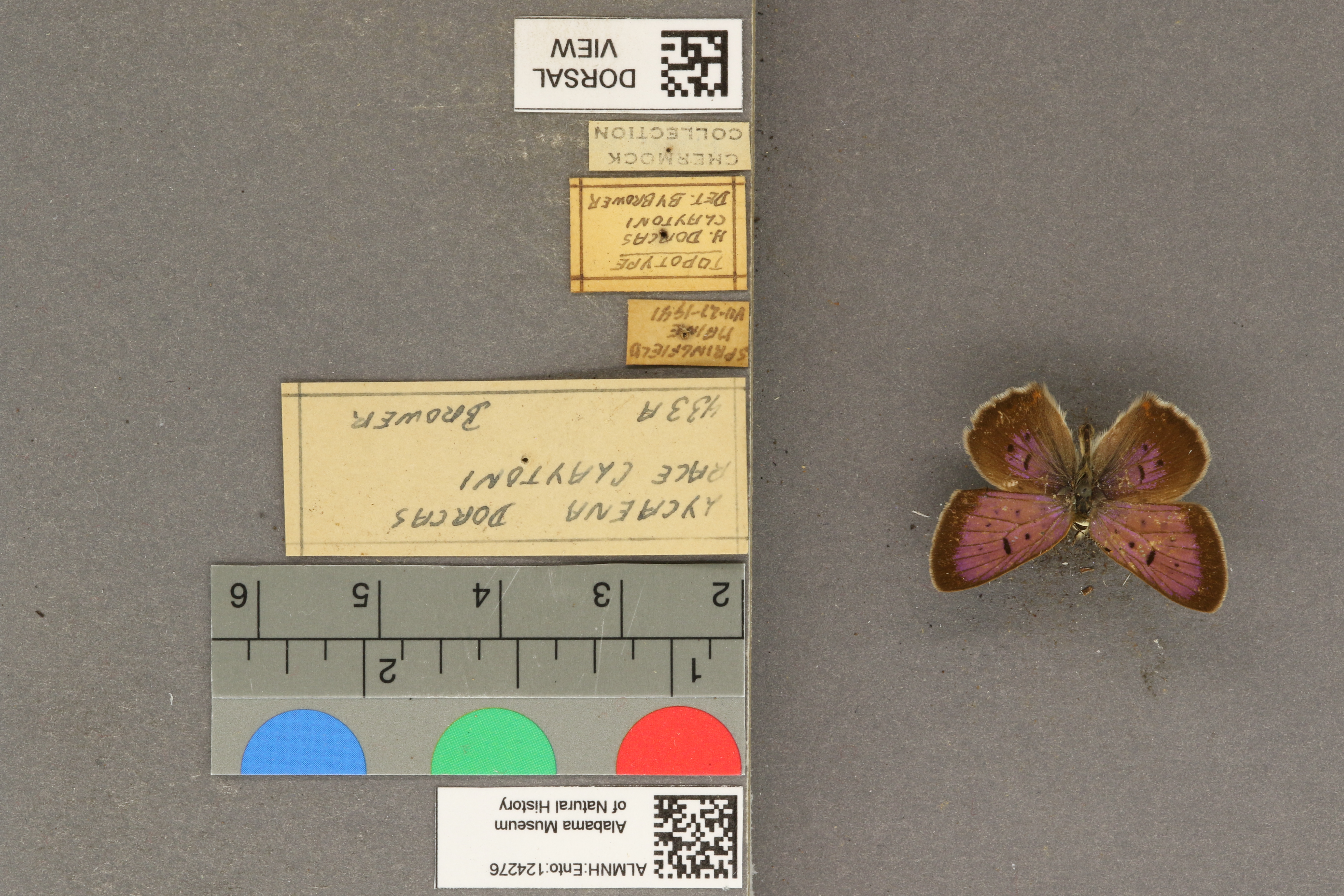 Lycaena dorcas