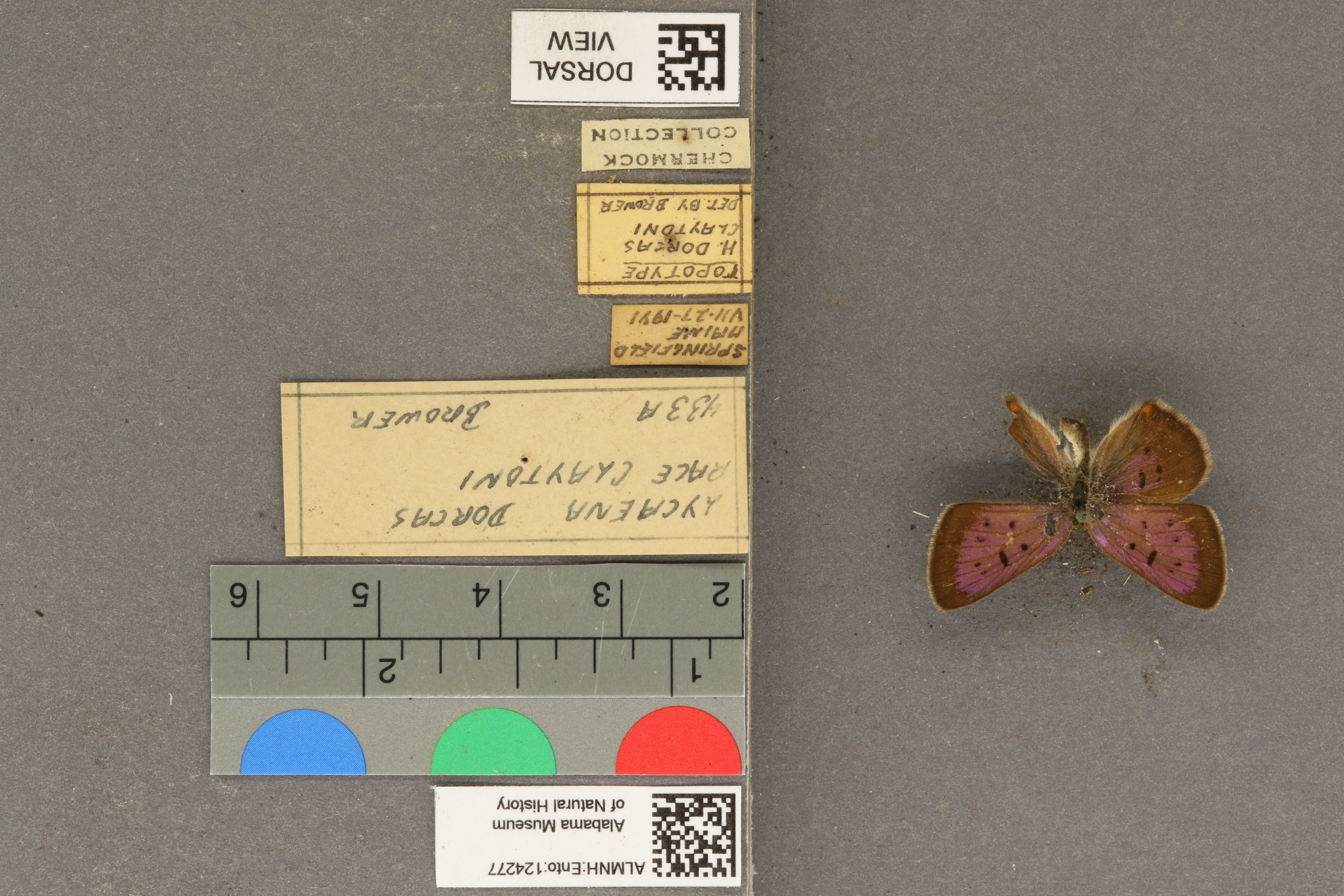 Lycaena dorcas