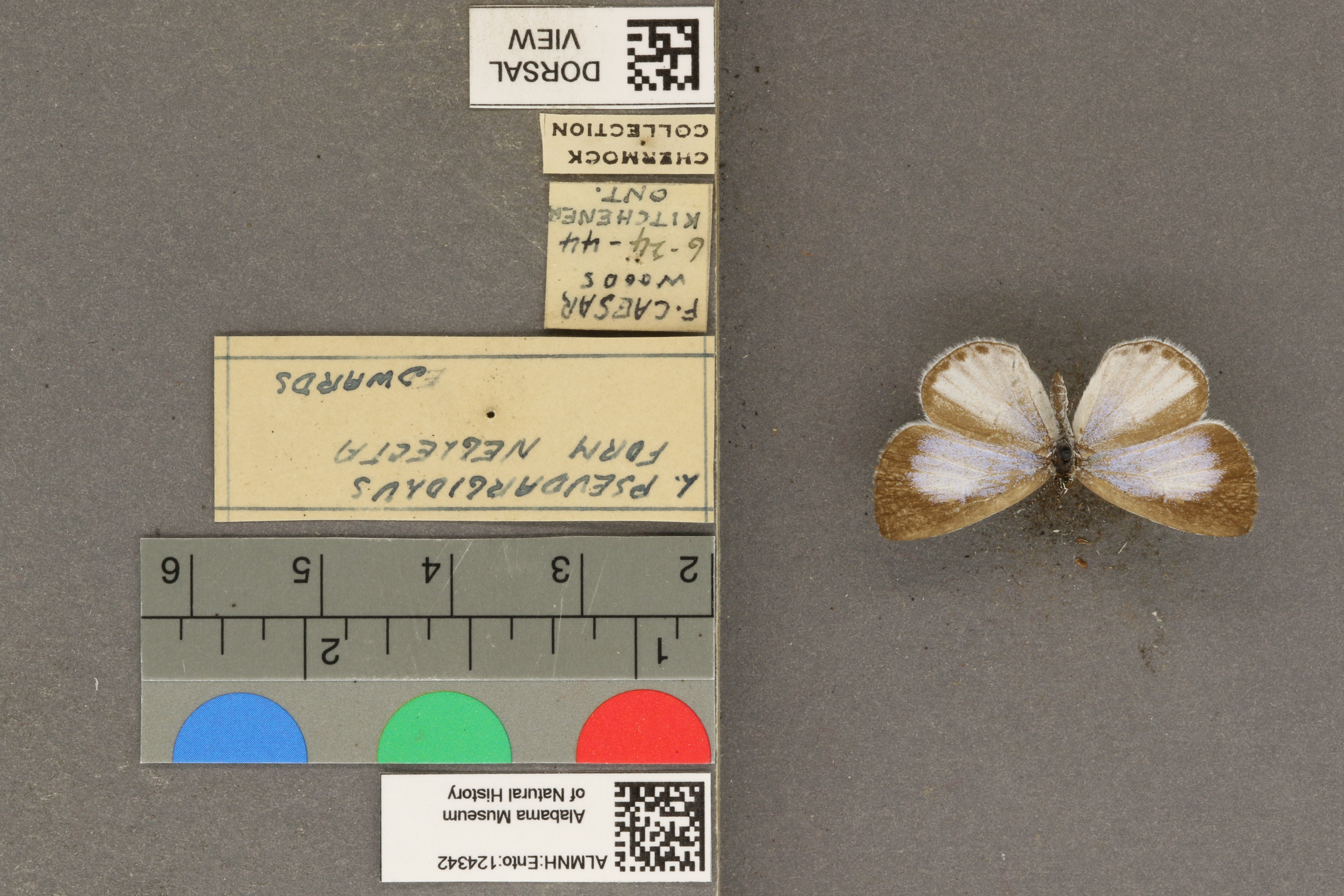 Celastrina pseudargiolus