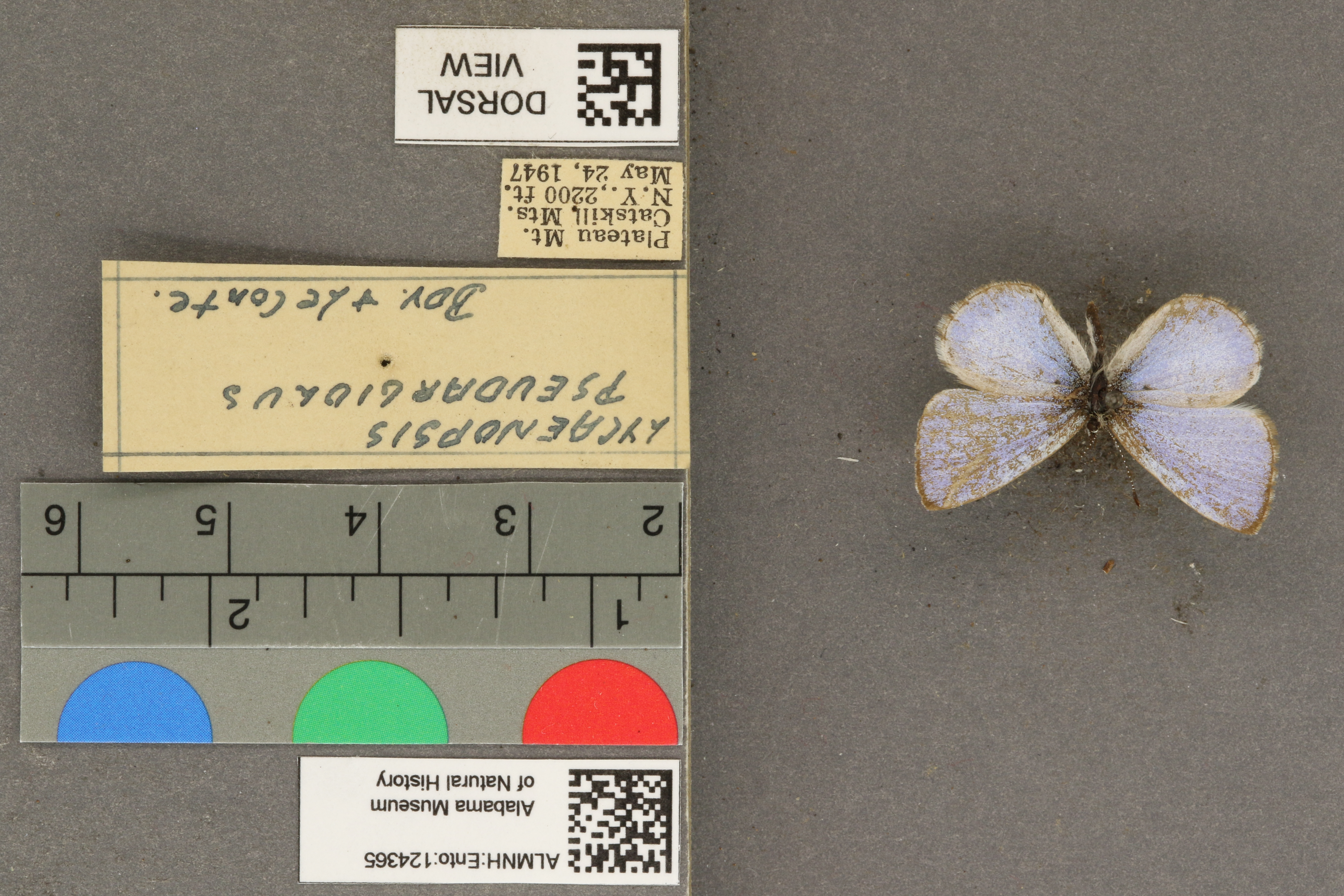 Celastrina echo