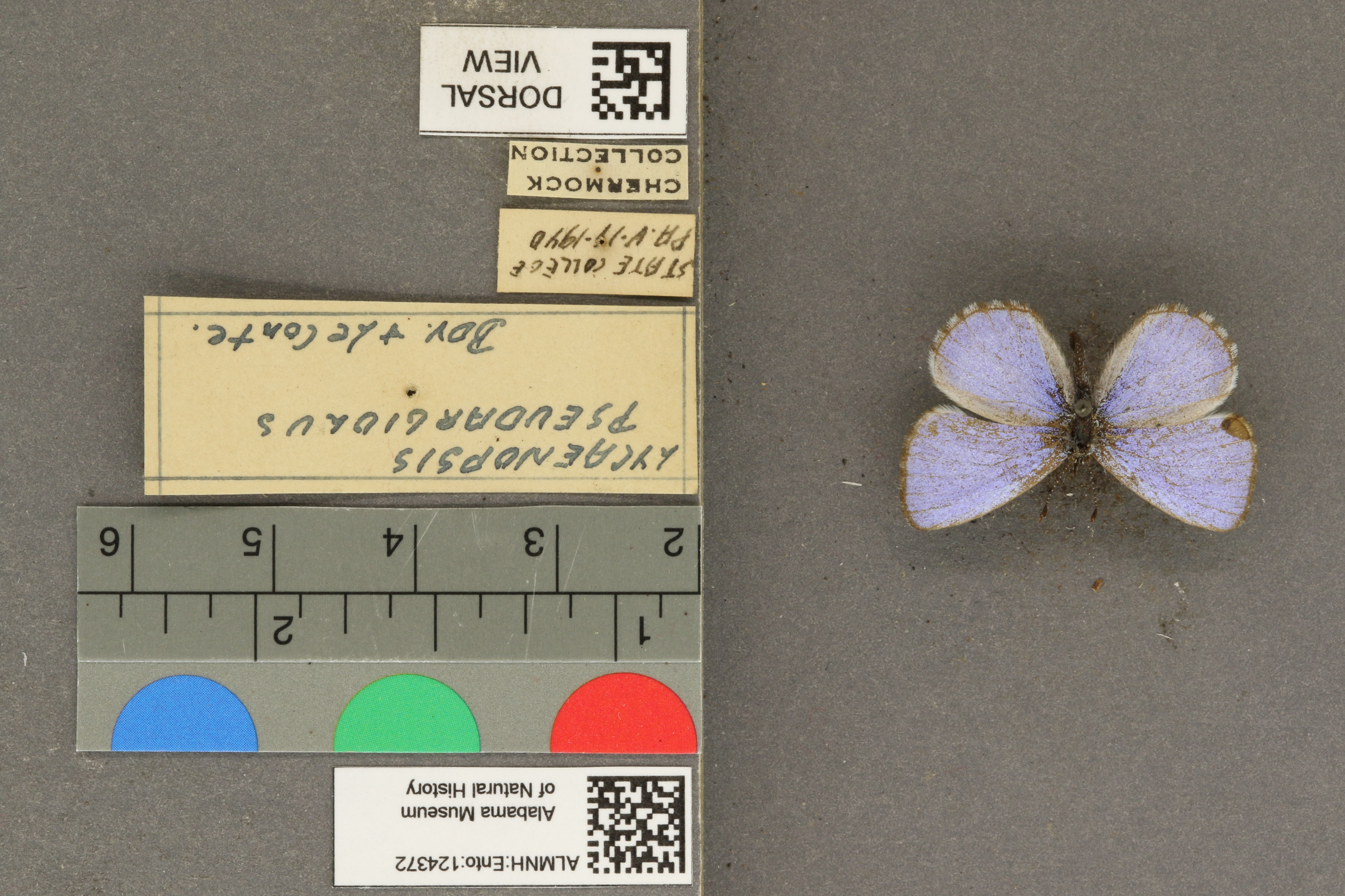 Celastrina echo