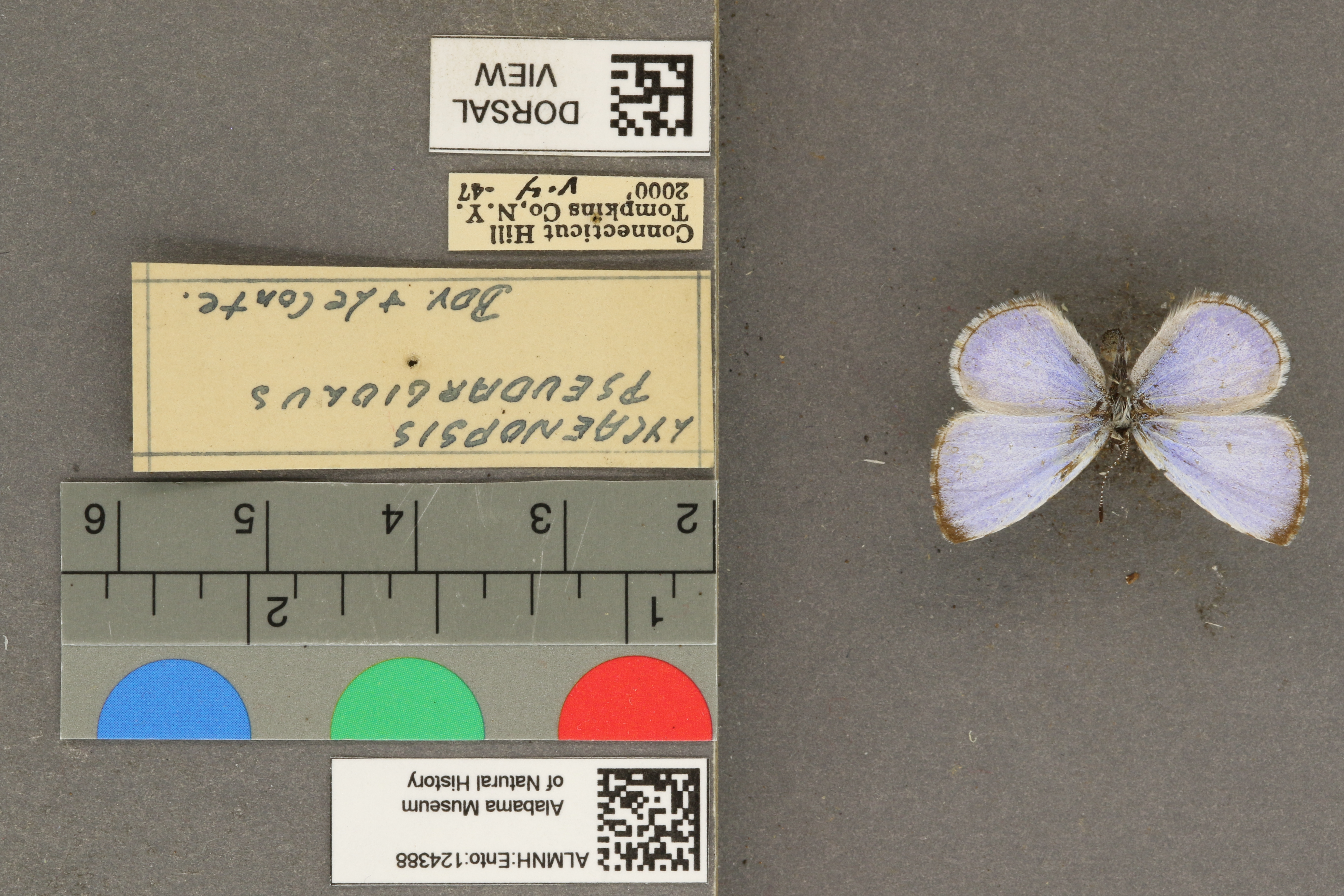Celastrina echo