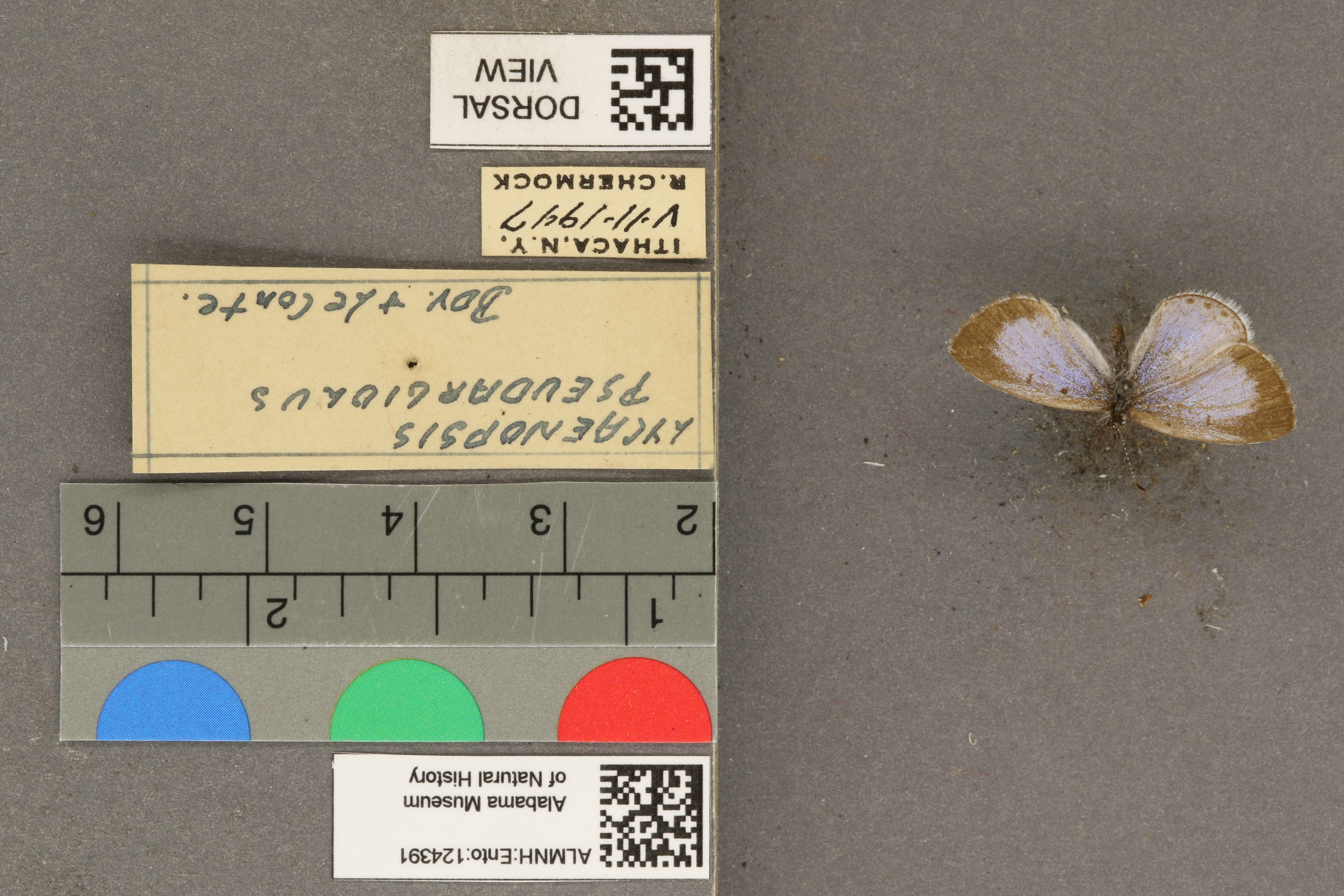 Celastrina echo