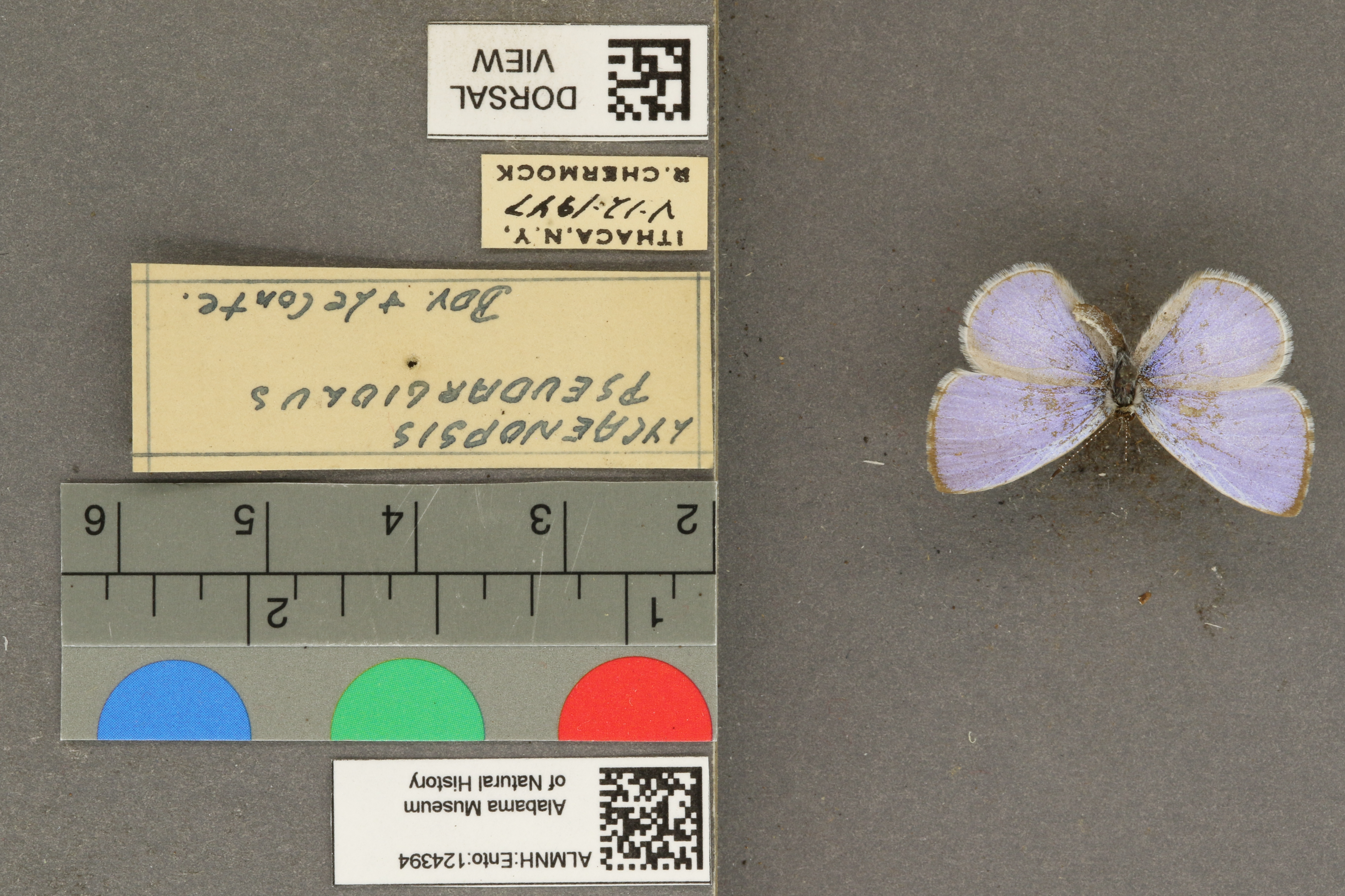 Celastrina echo