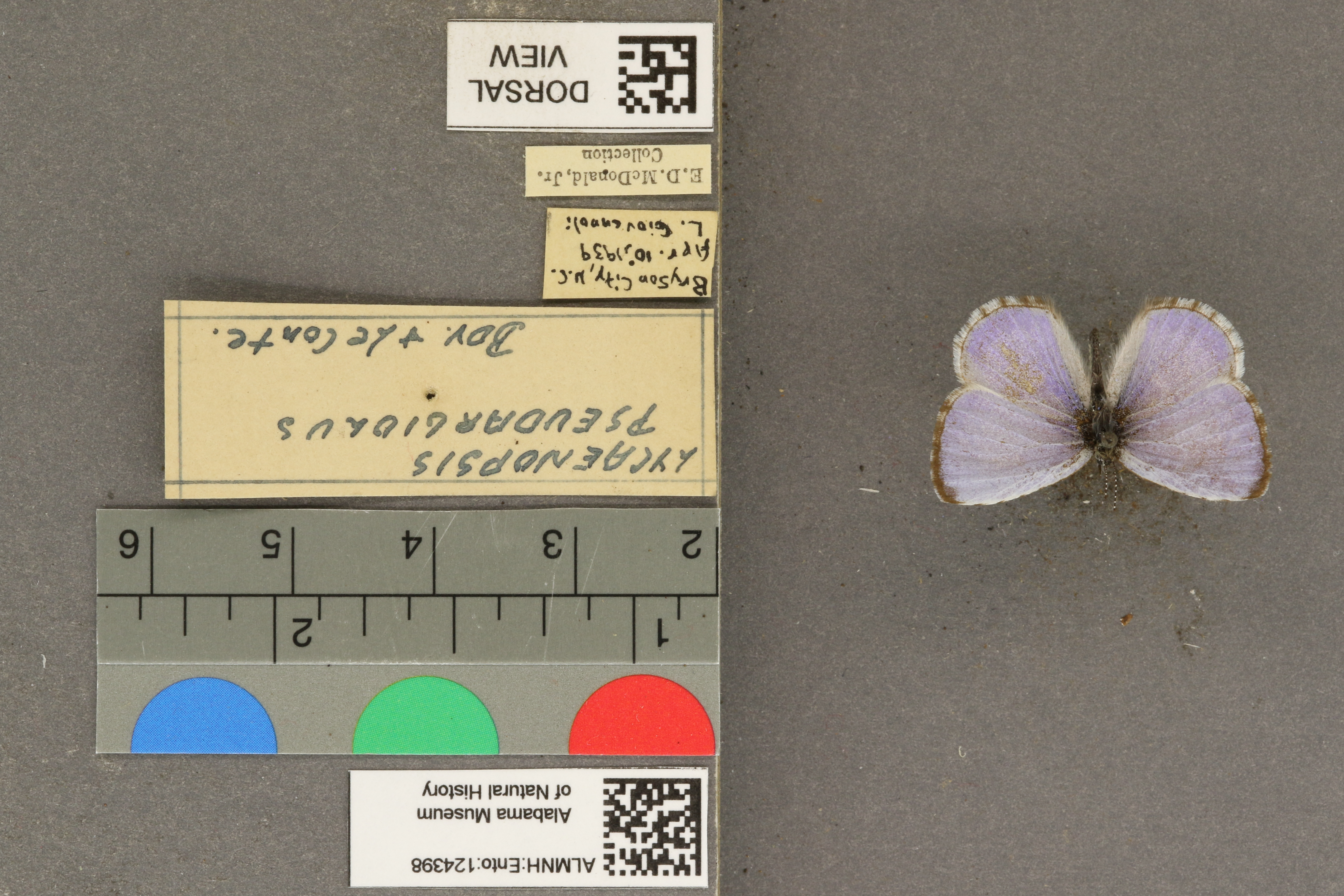 Celastrina echo