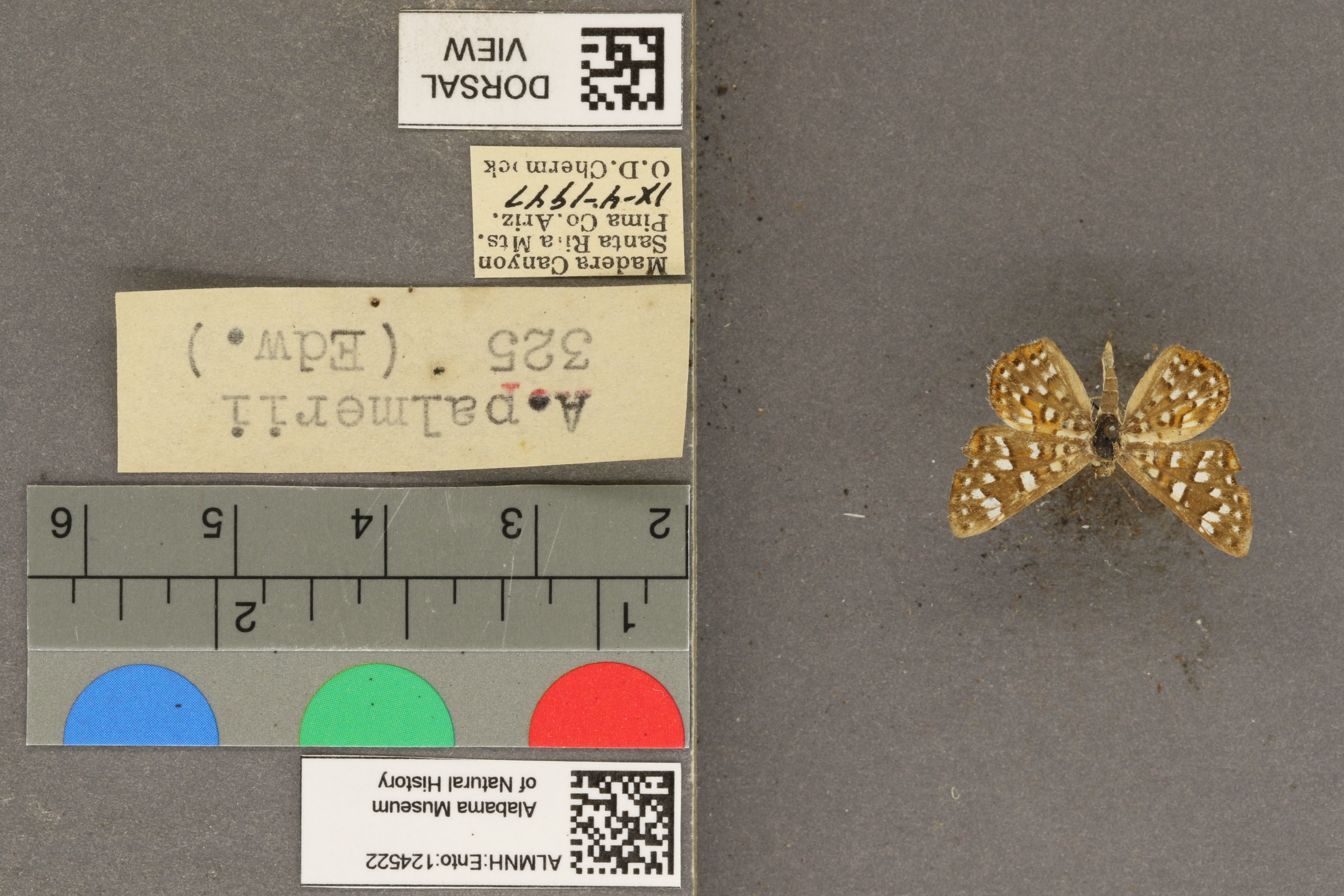 Apodemia palmerii