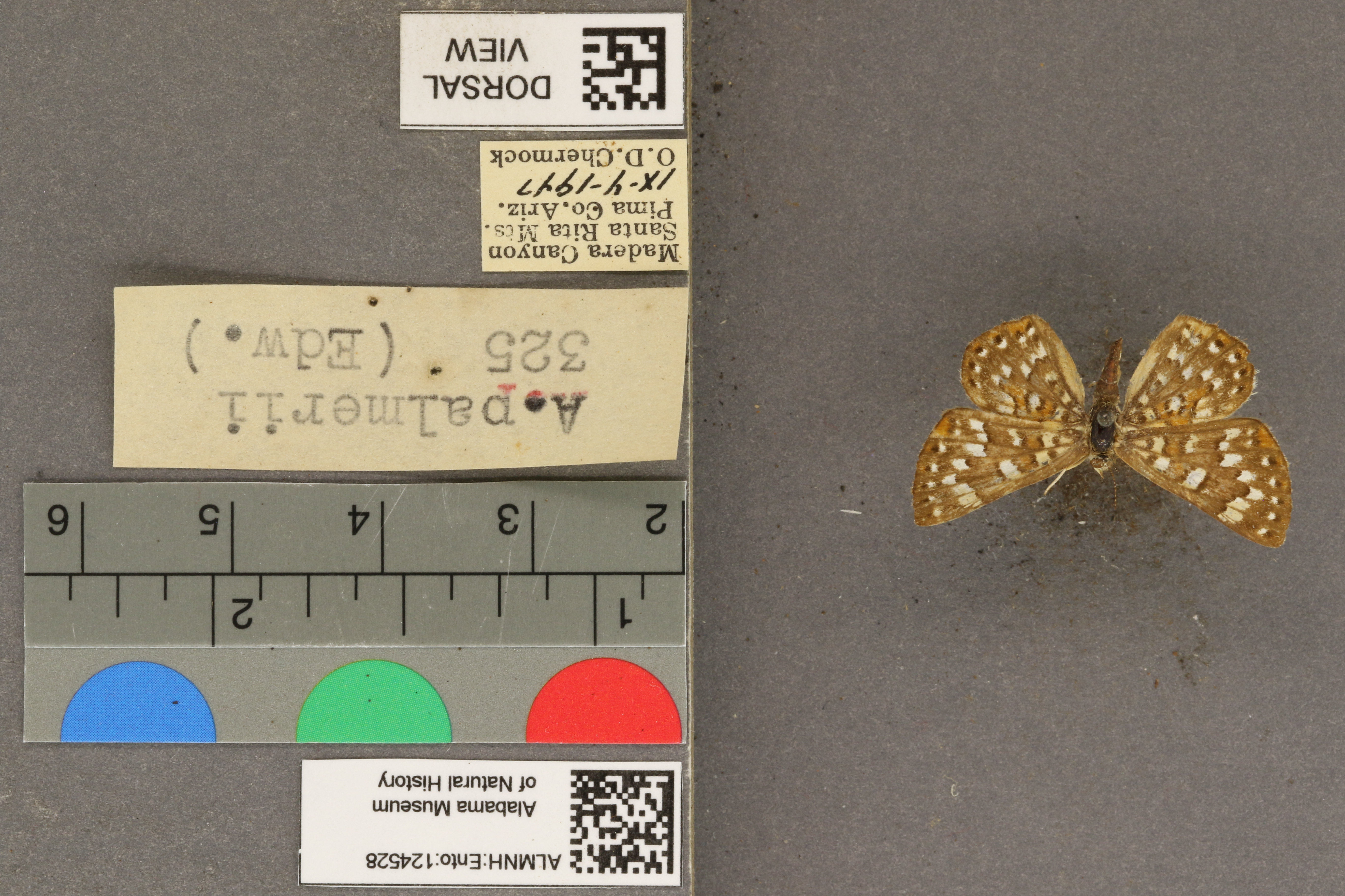 Apodemia palmerii