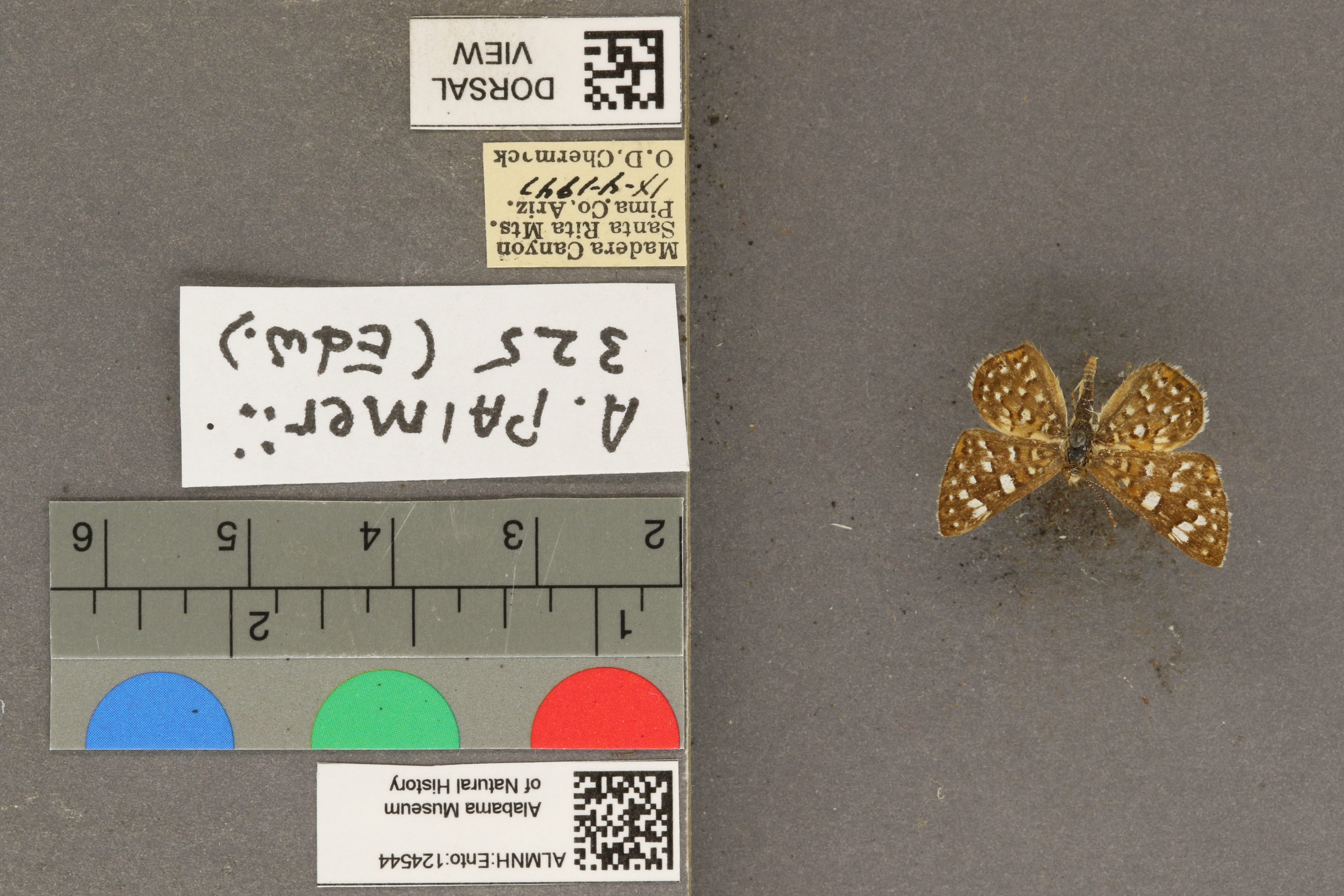Apodemia palmerii