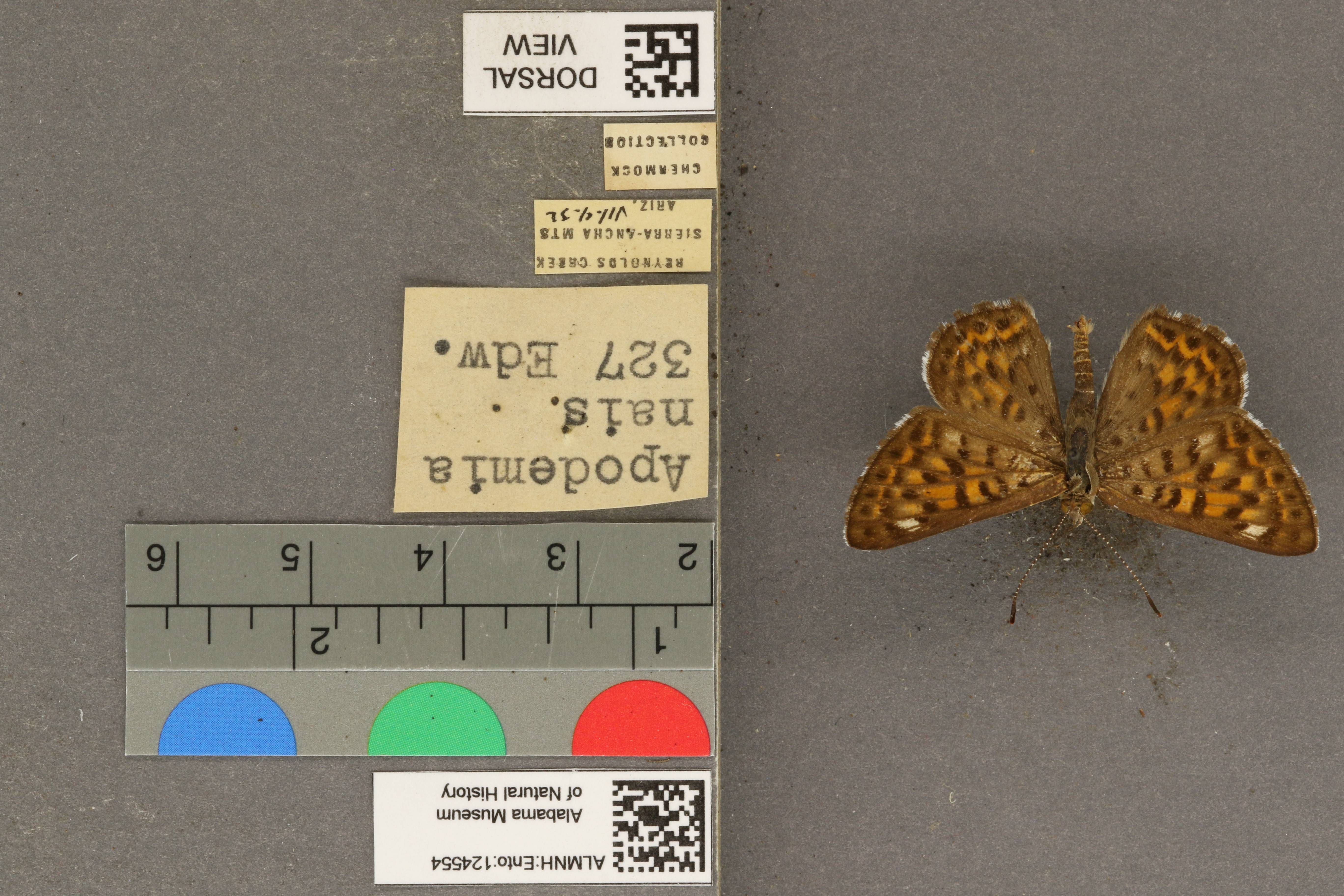 Apodemia nais