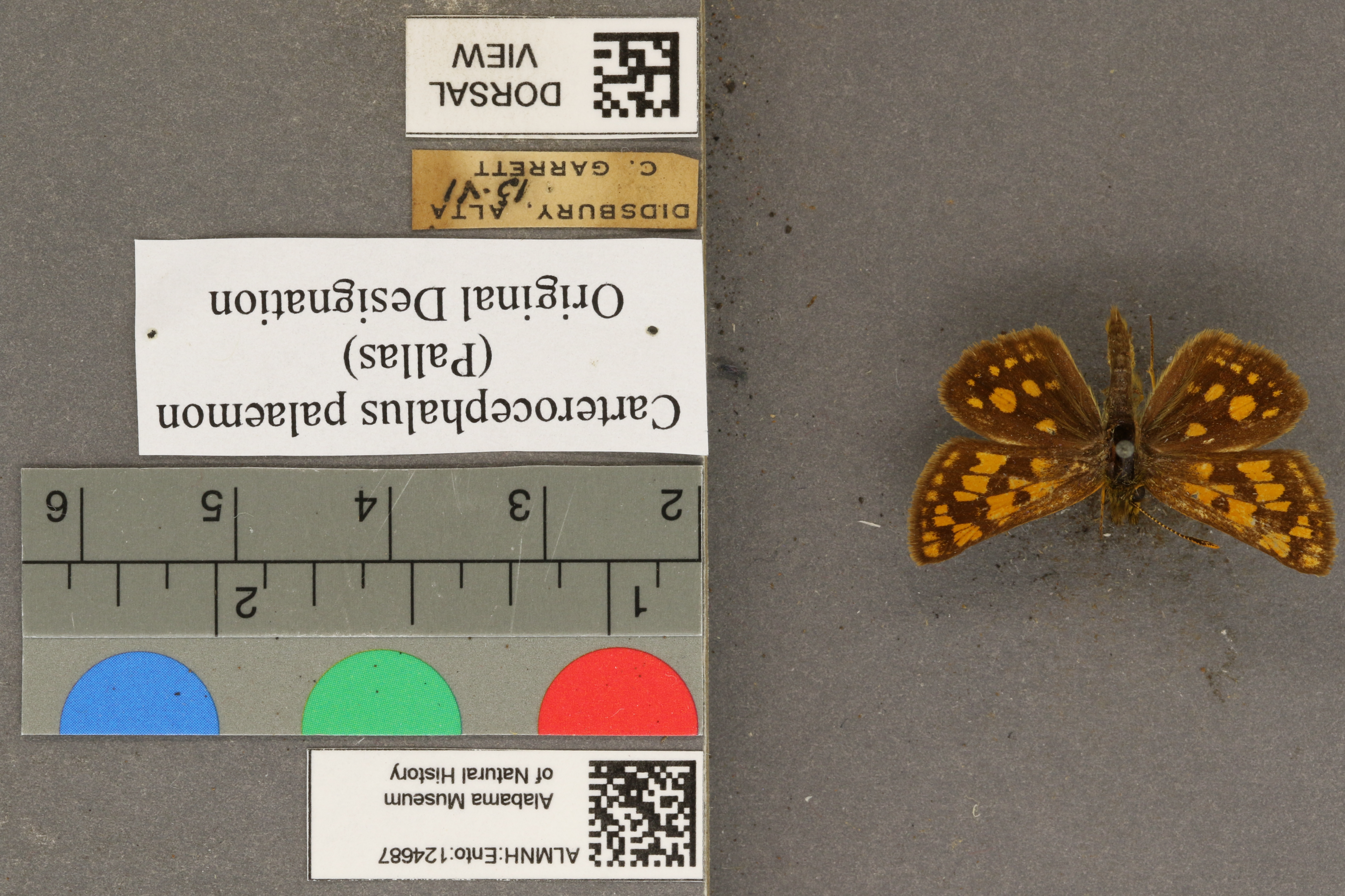 Carterocephalus palaemon