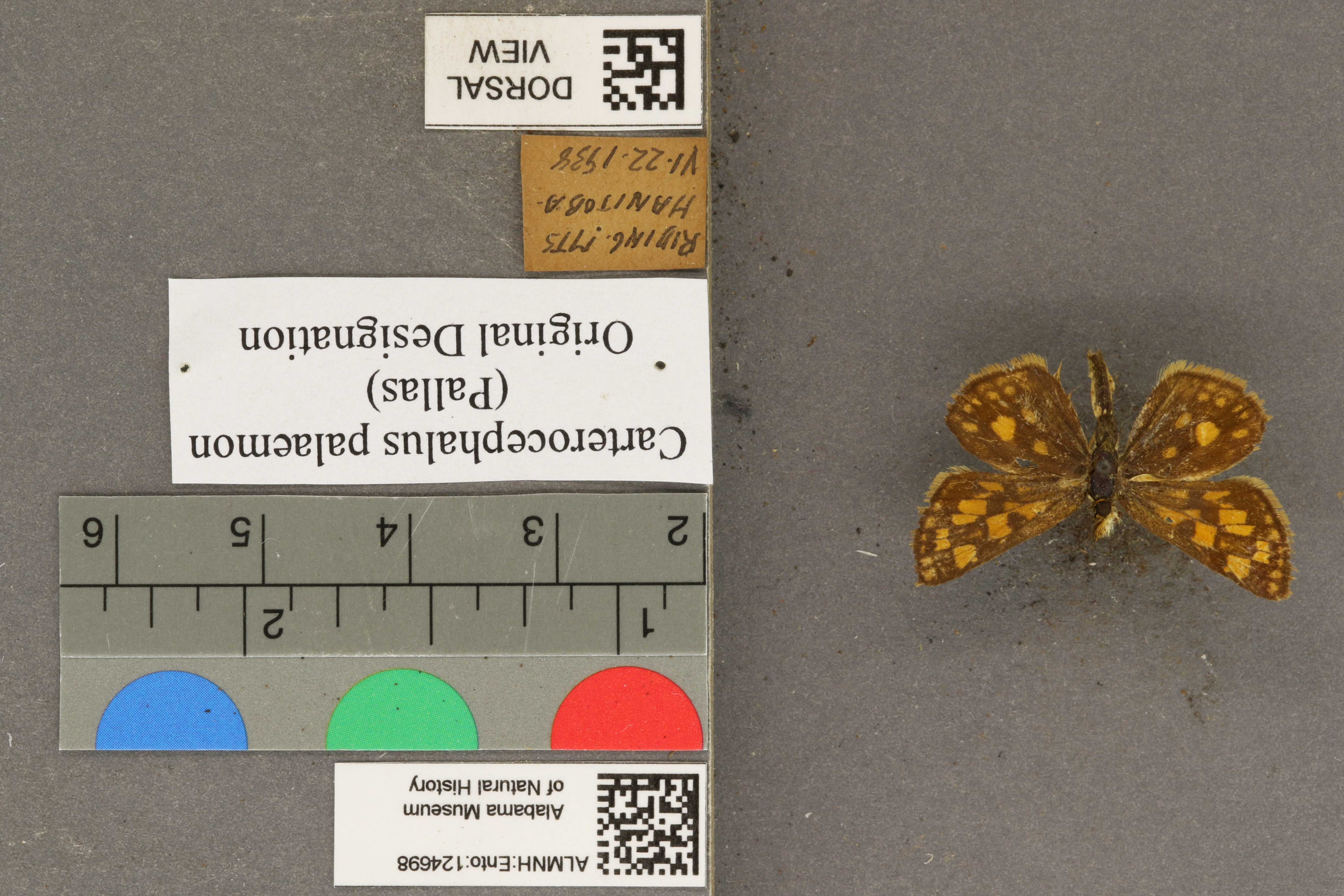 Carterocephalus palaemon