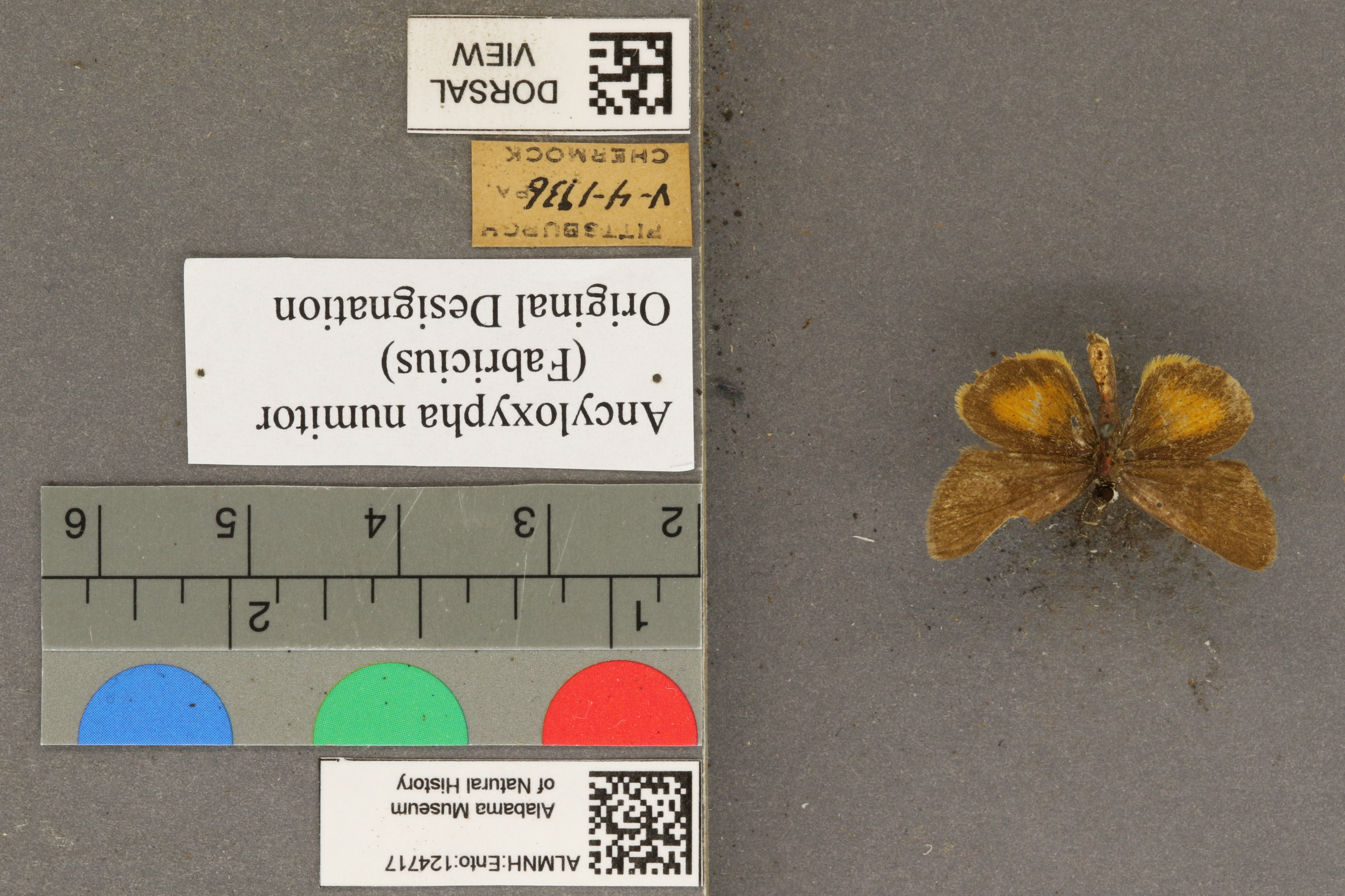 Specimen media