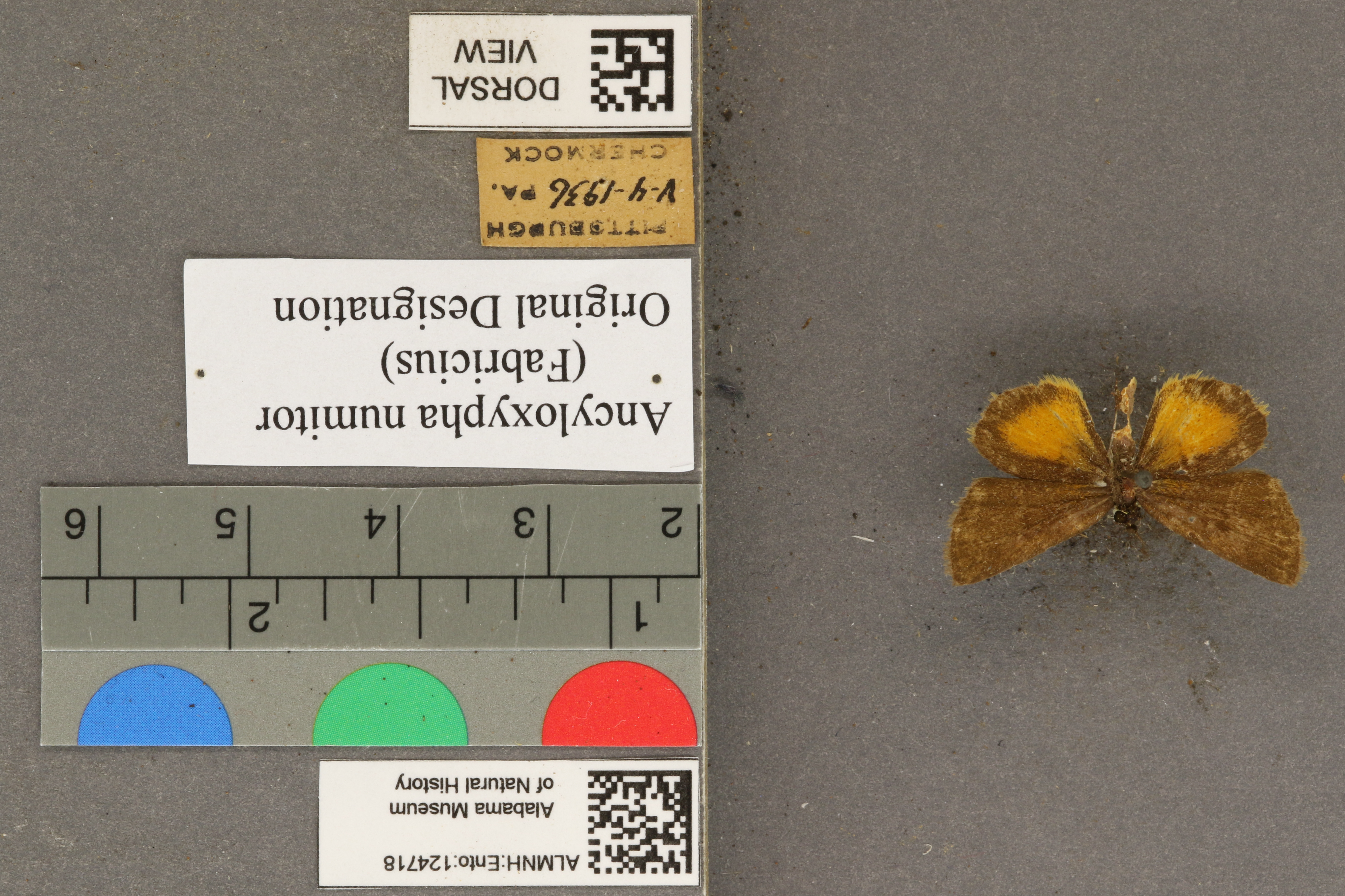 Specimen media