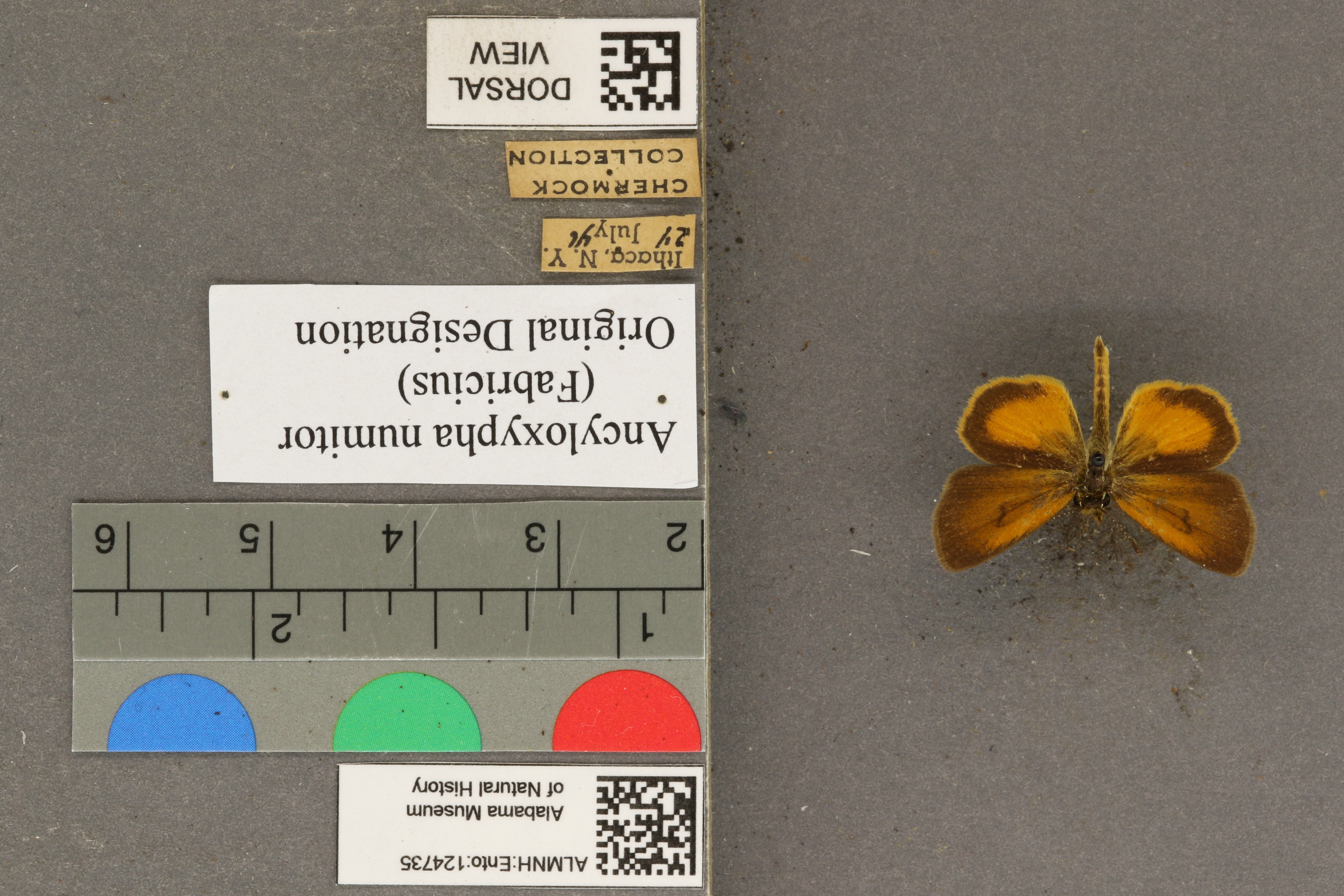Ancyloxypha numitor