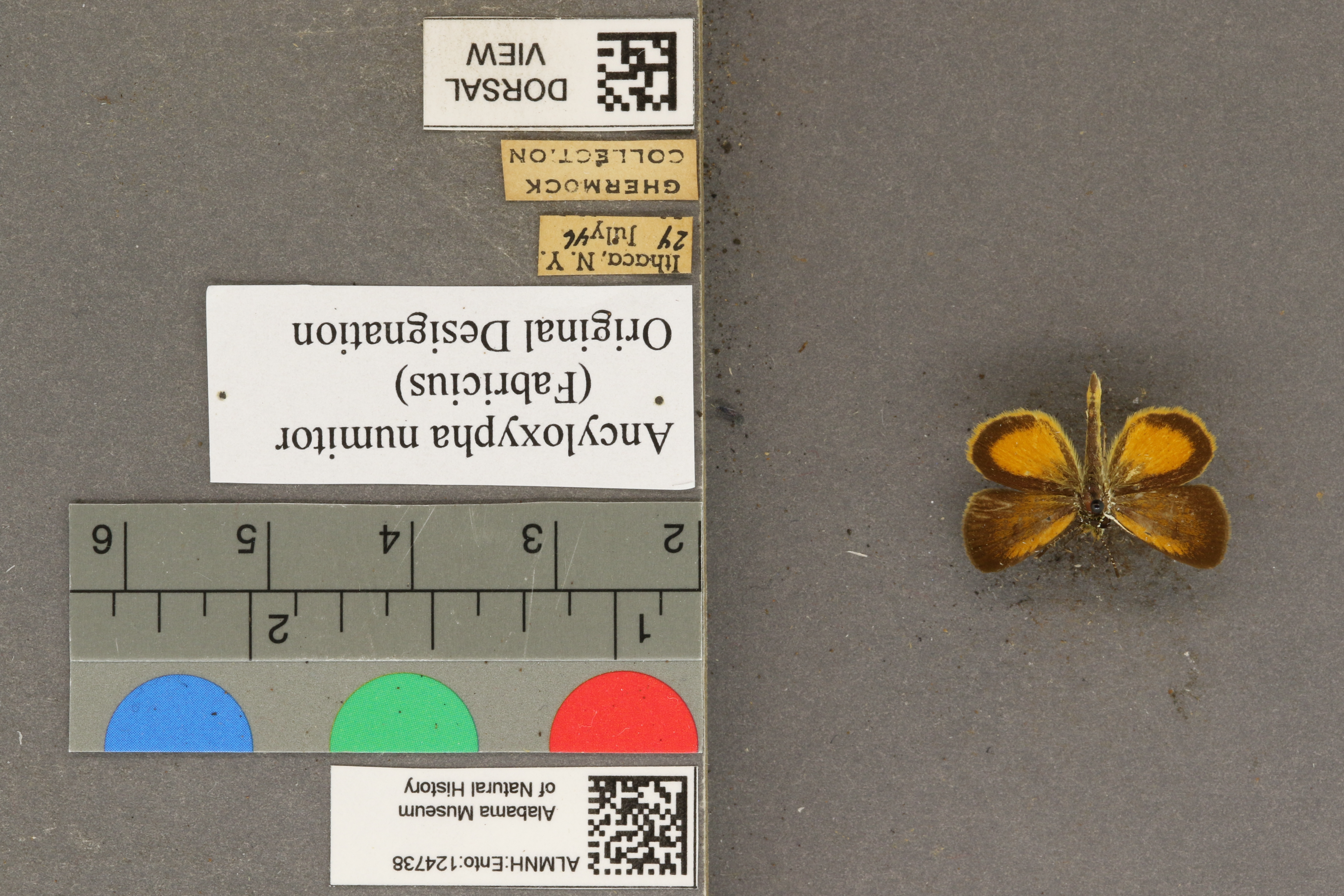 Ancyloxypha numitor