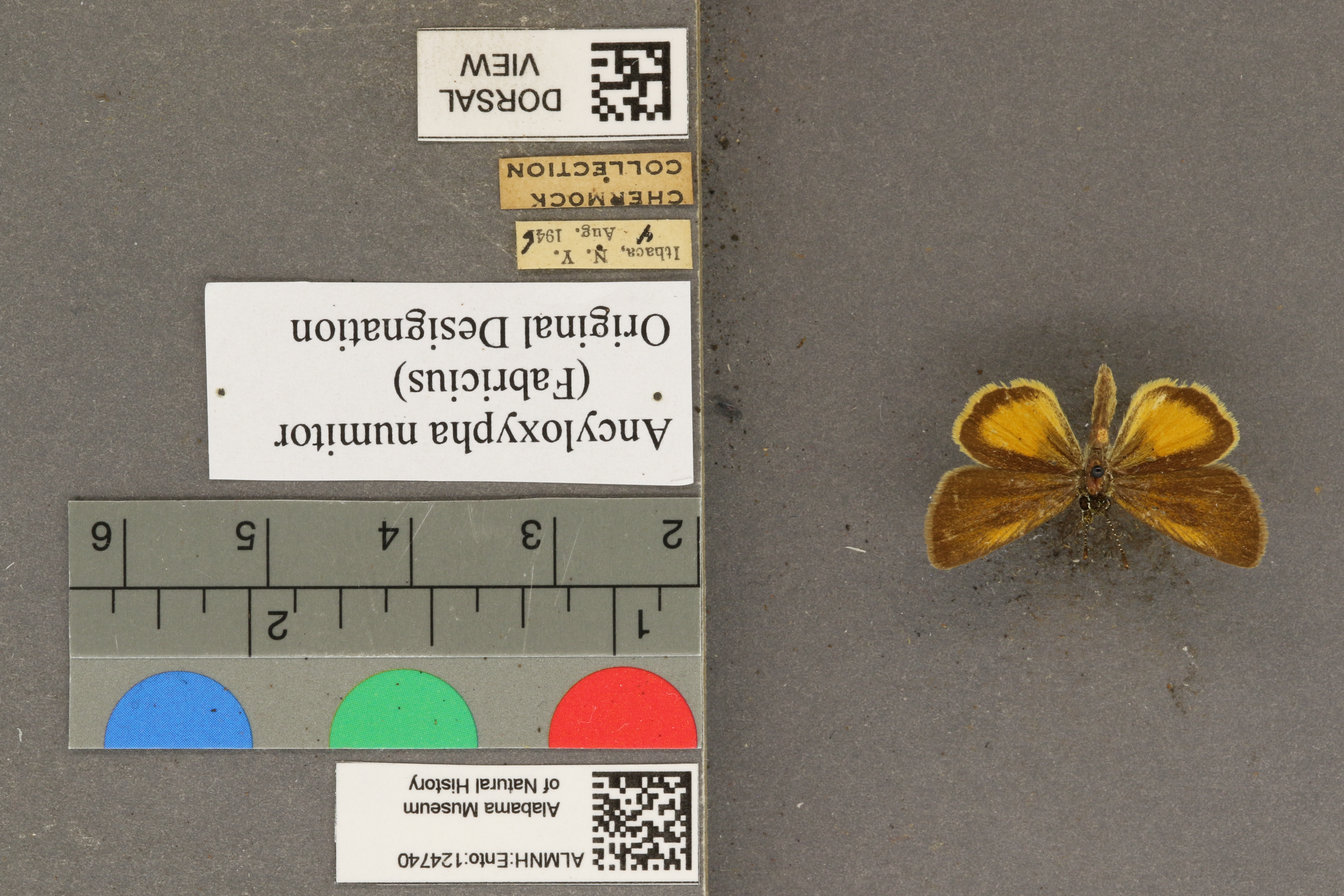 Ancyloxypha numitor