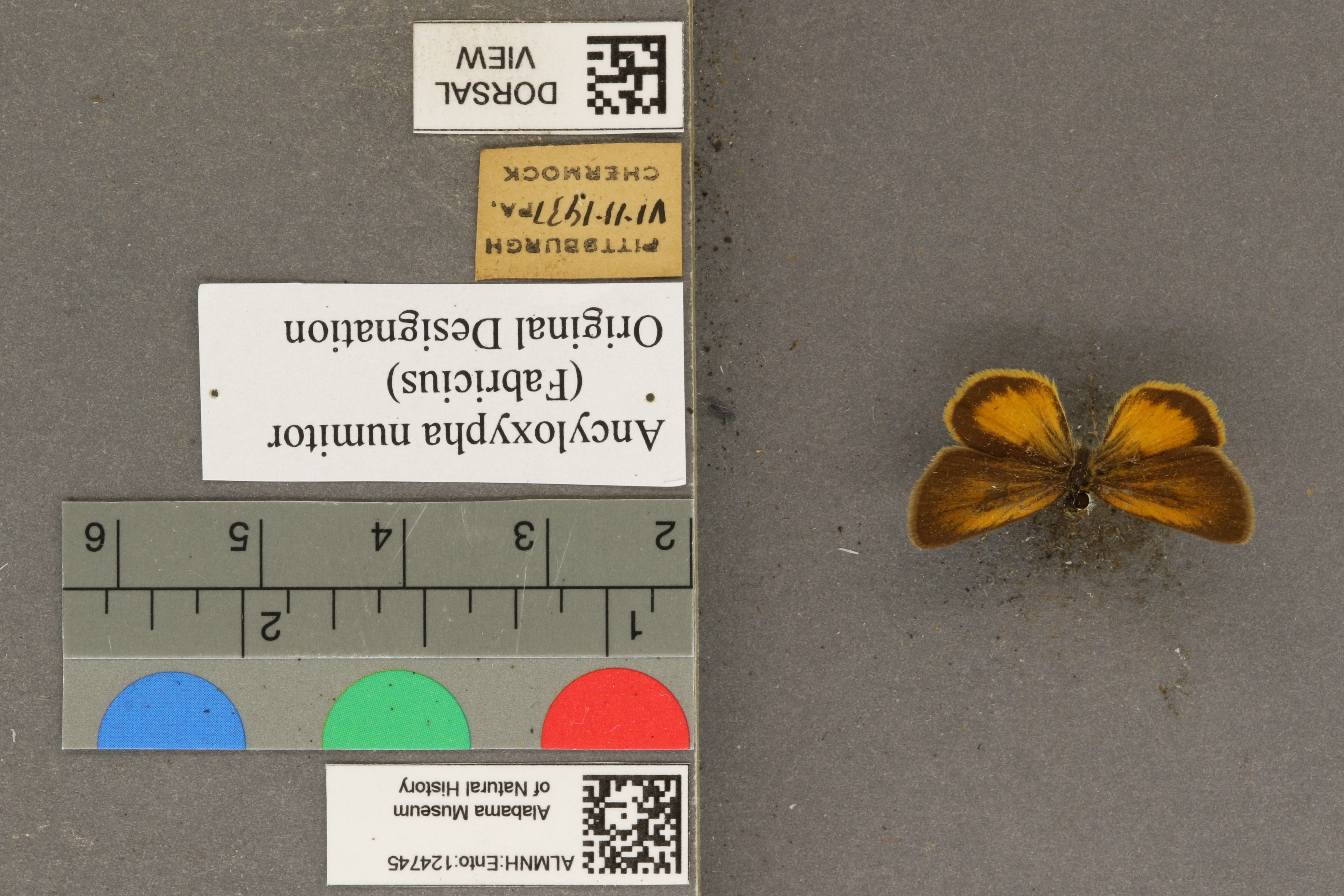 Ancyloxypha numitor